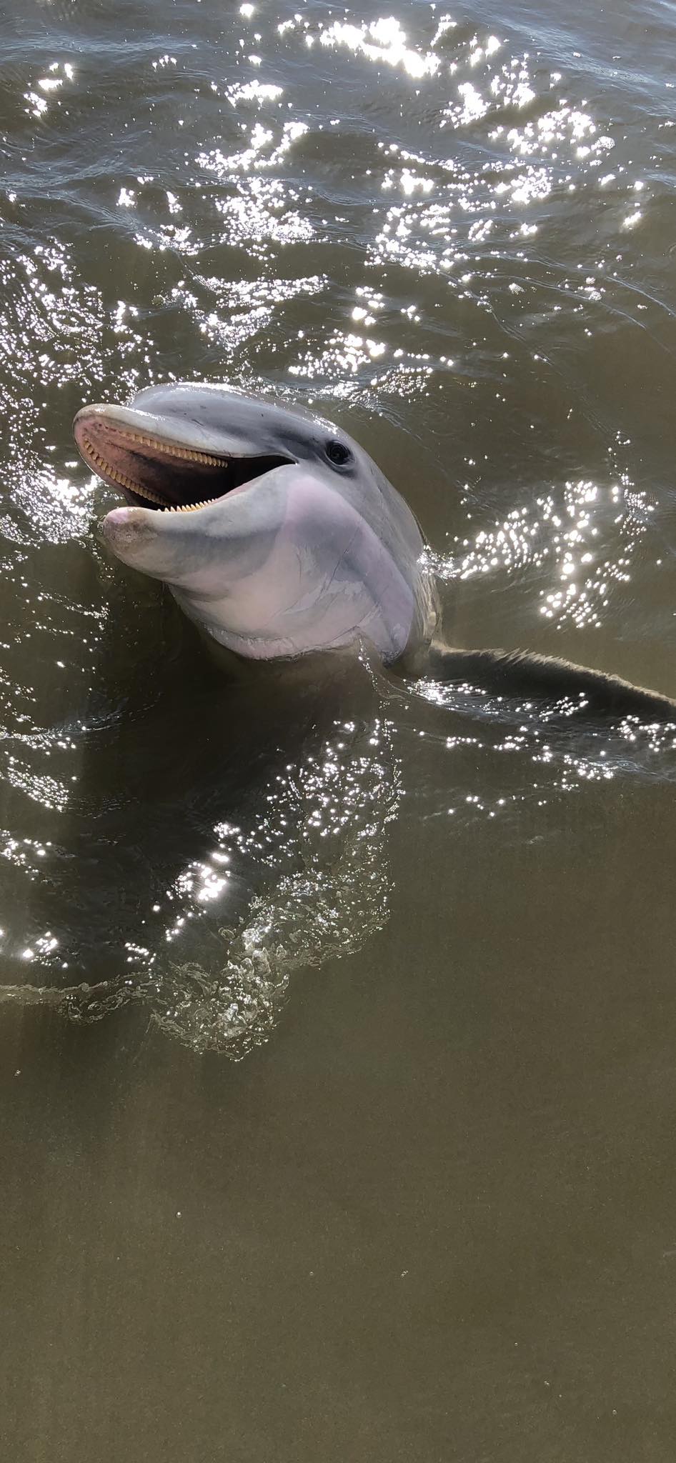 Bubba Gumbo’s Tybee Island