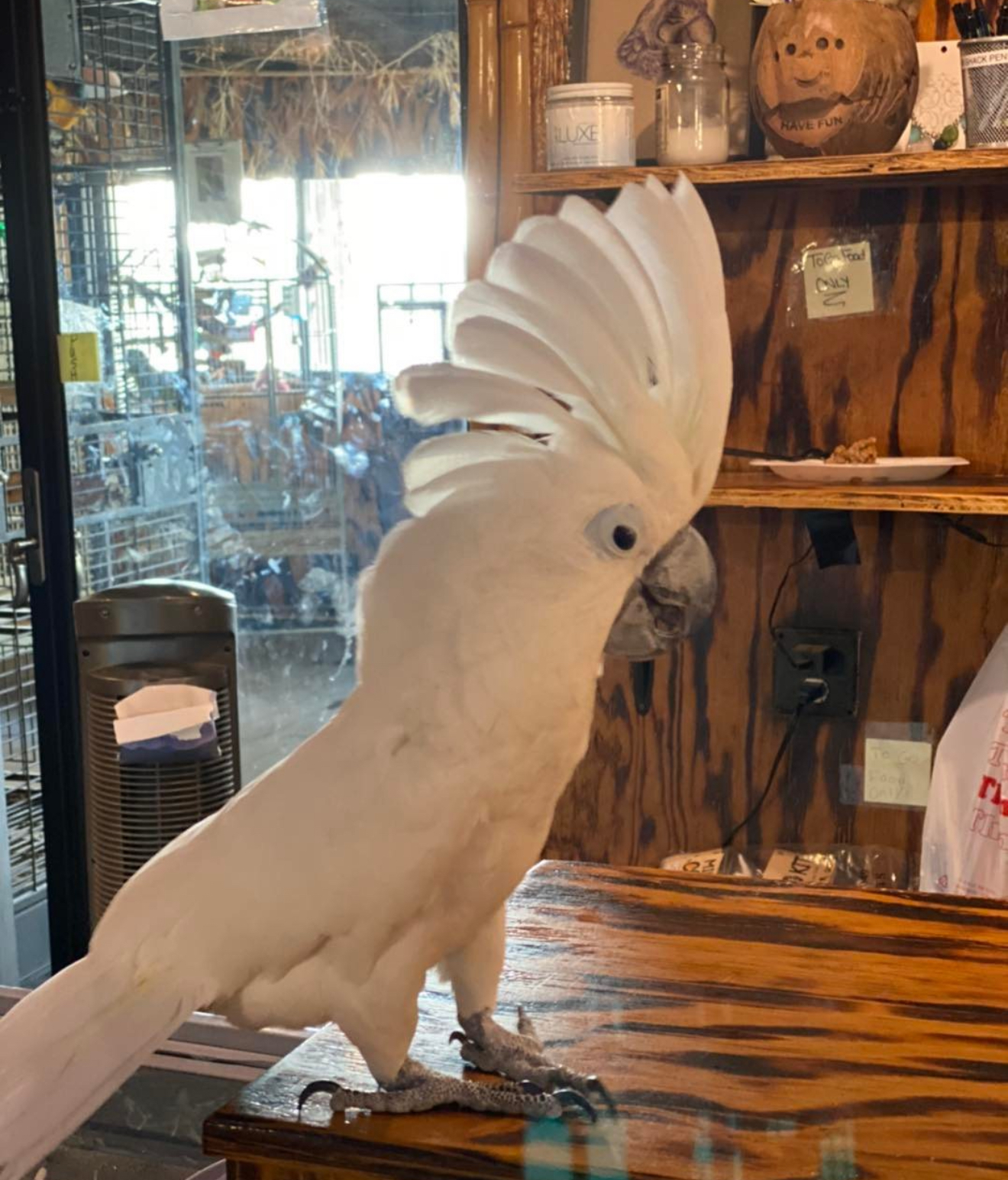 The Crab Shack Tybee Island