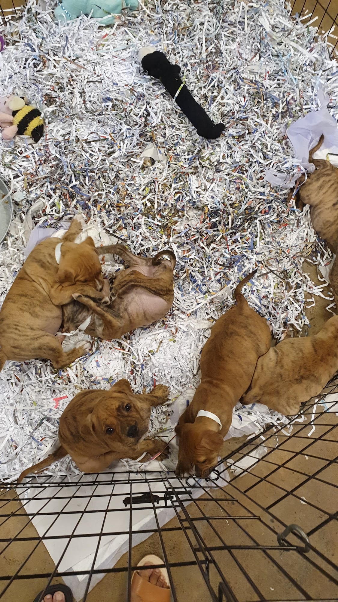 Royal Animal Refuge Tyrone