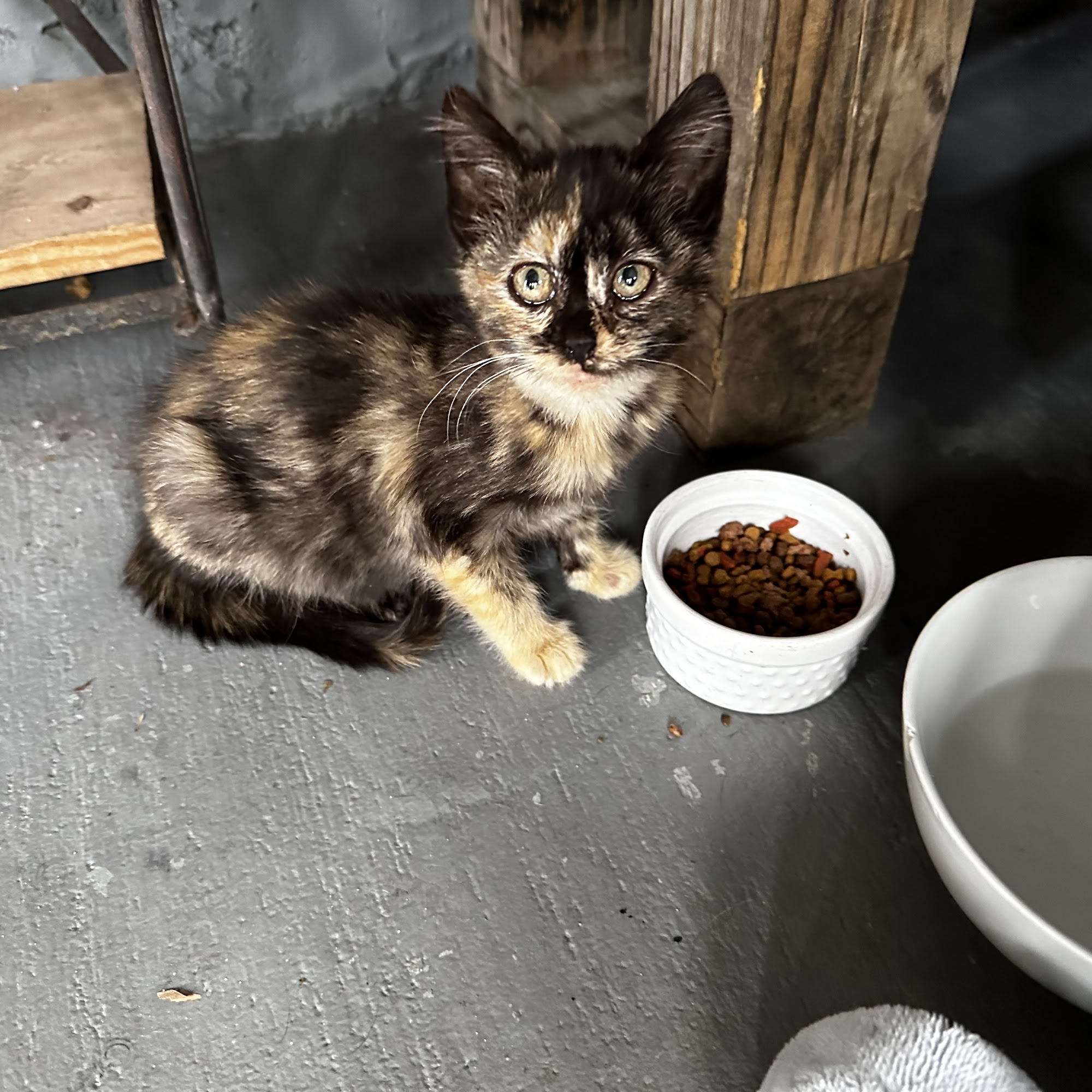 Valdosta Animal Hospital Valdosta