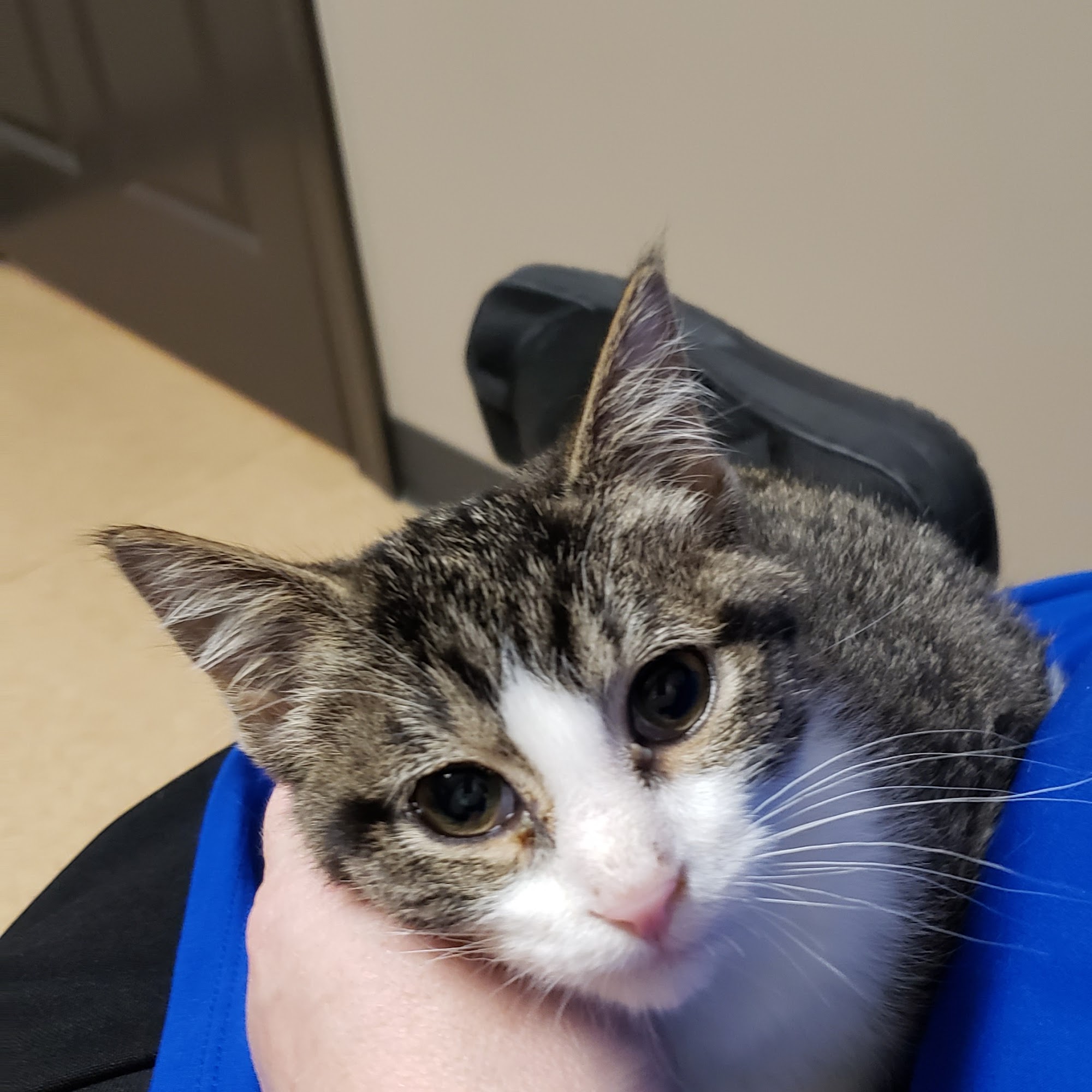 Baytree Animal Hospital Valdosta