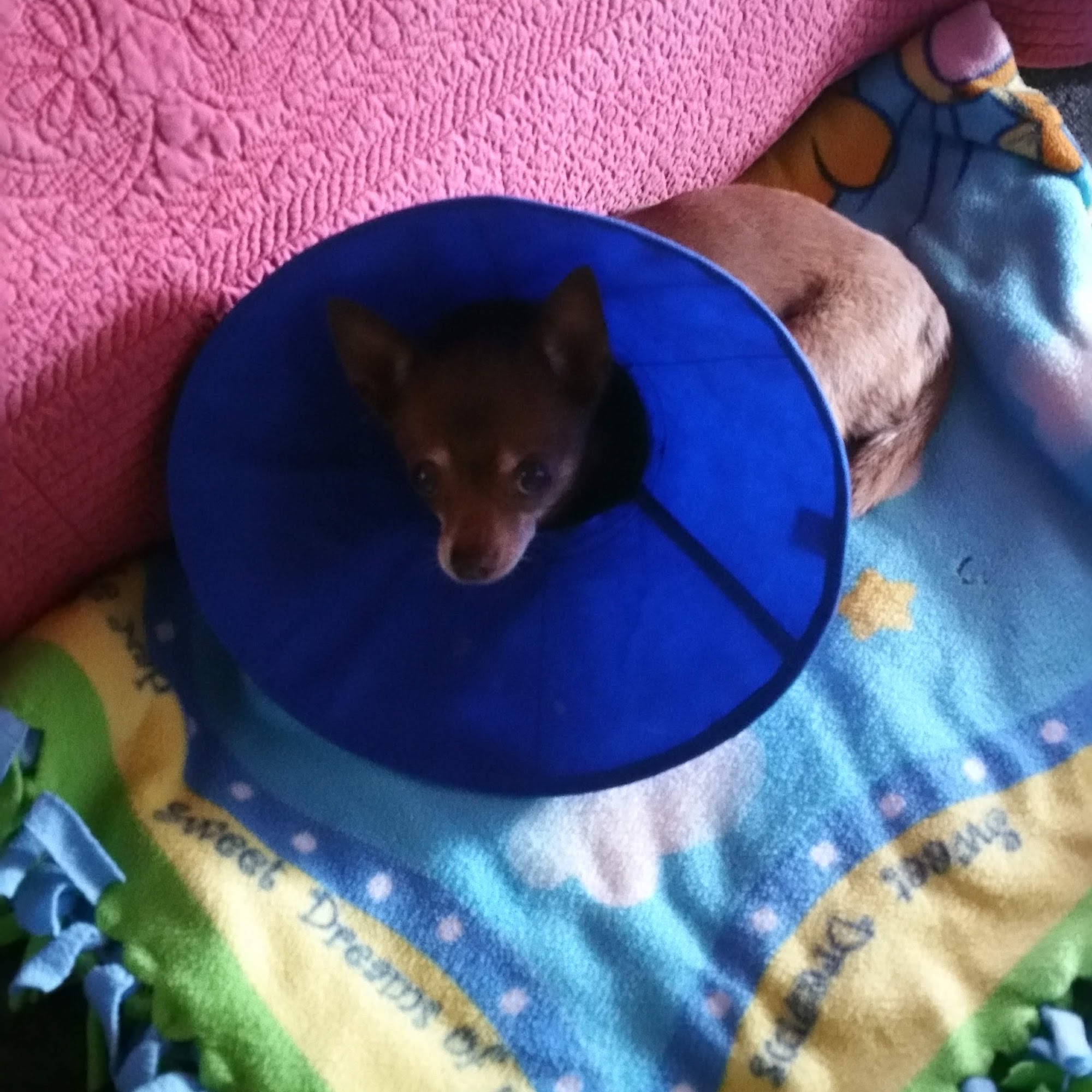 Animal Health Center Valdosta