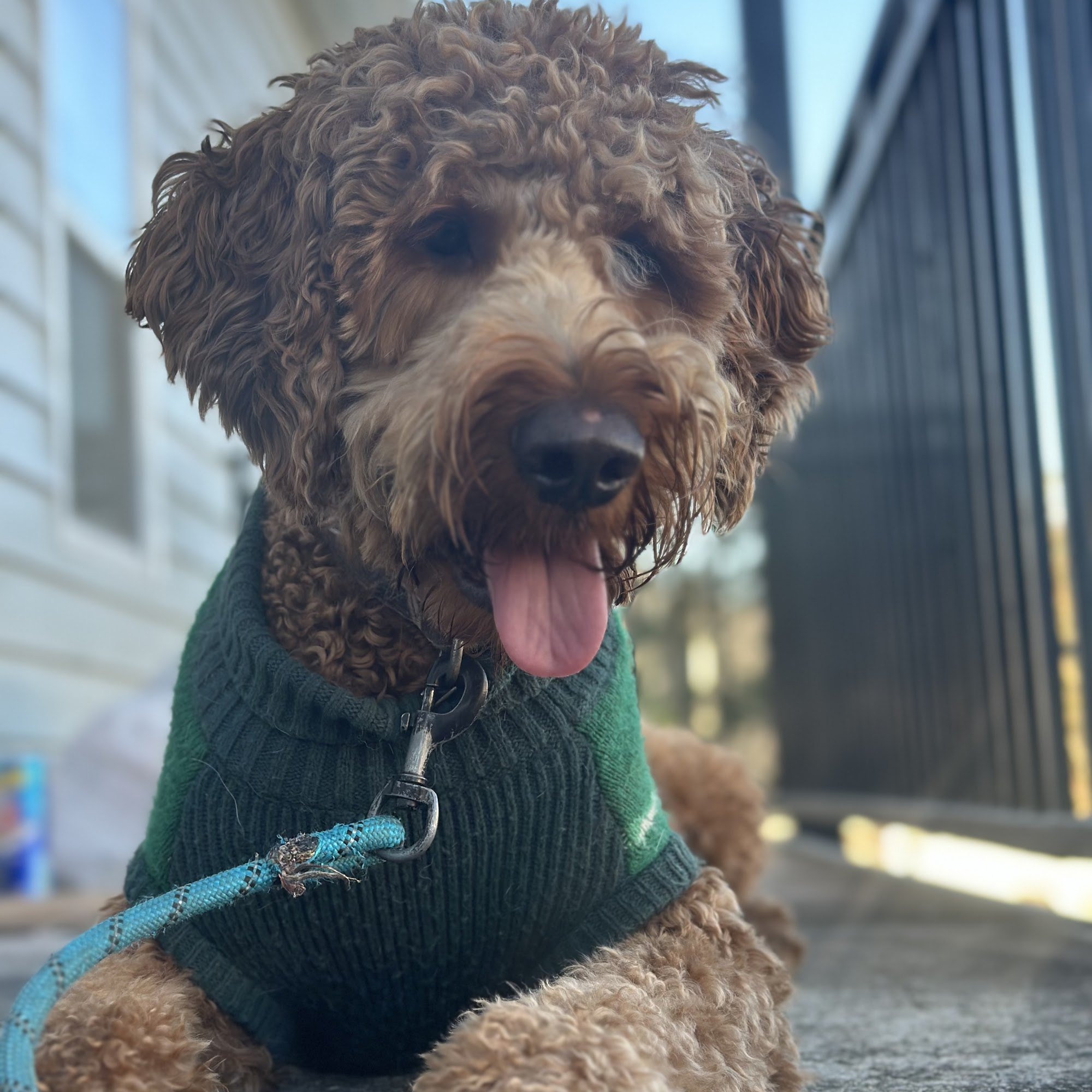 English Grooming Salon Valdosta