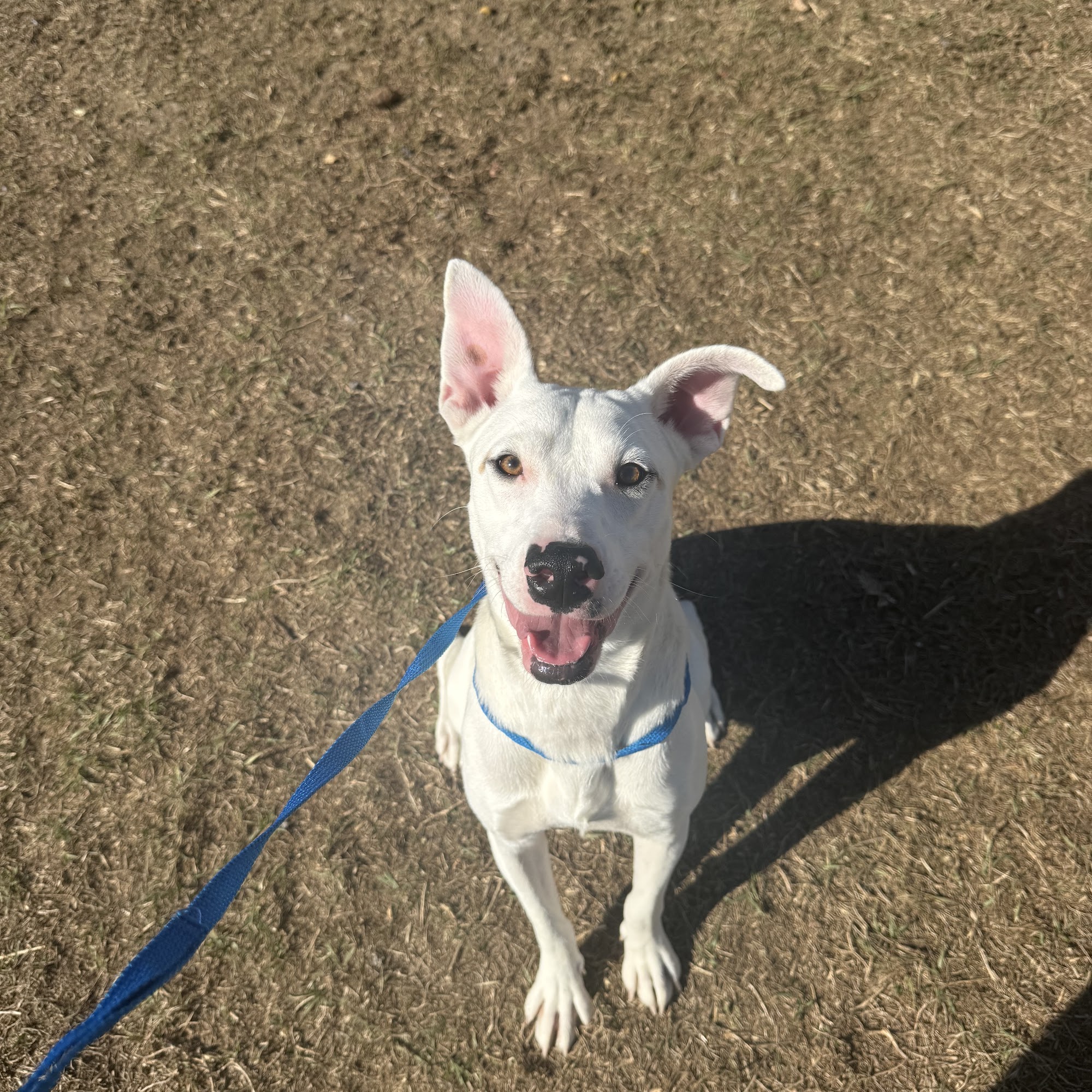 Lowndes County Animal Shelter Valdosta