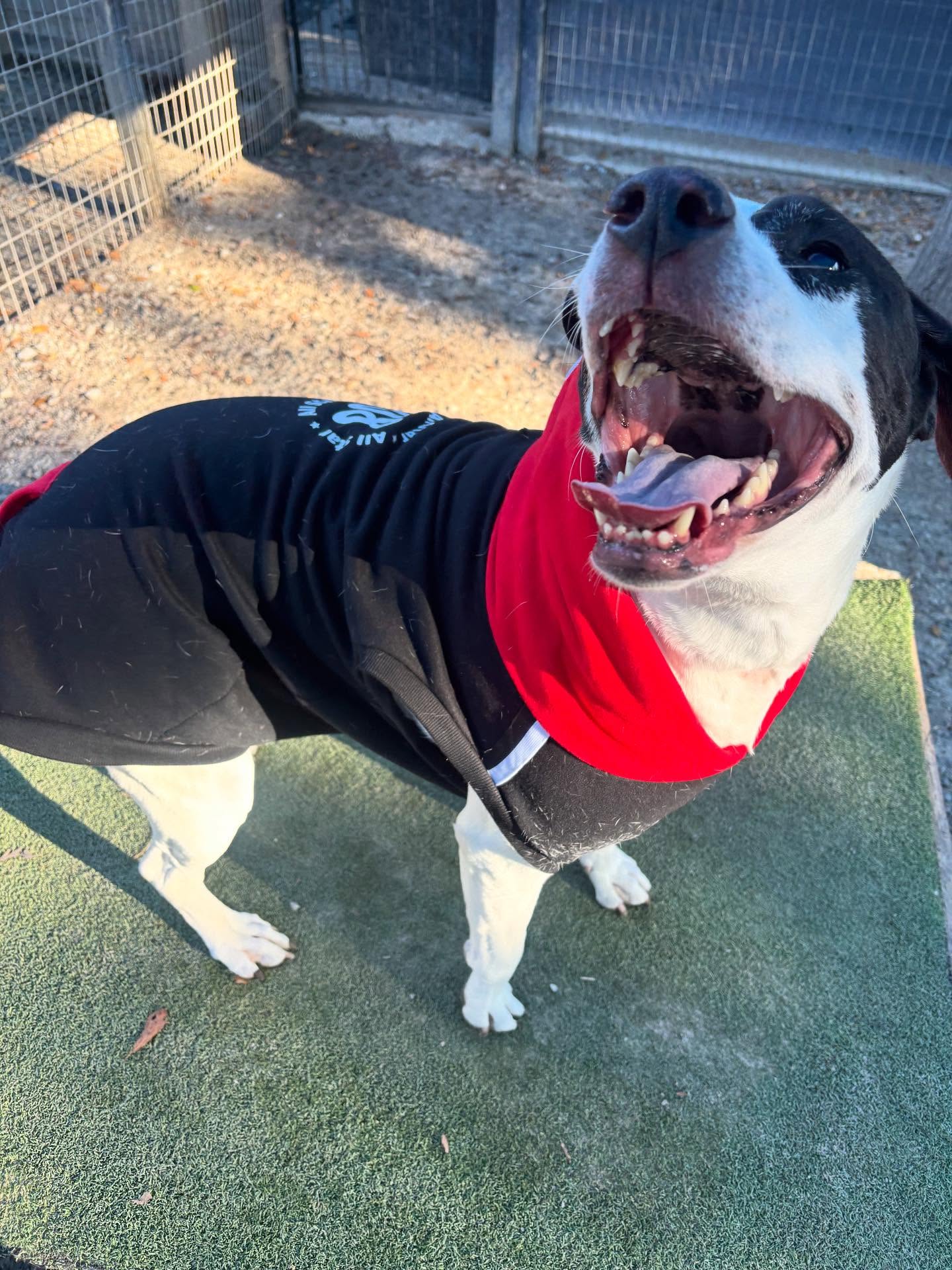 Southern Hound Club Valdosta