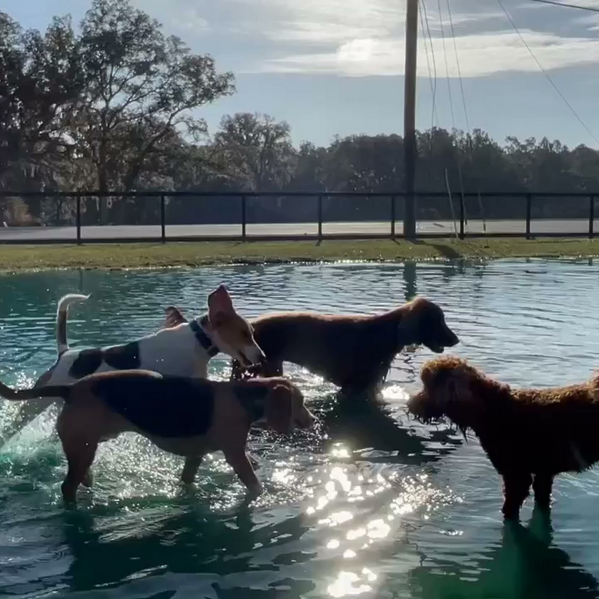 Southern Hound Club Valdosta