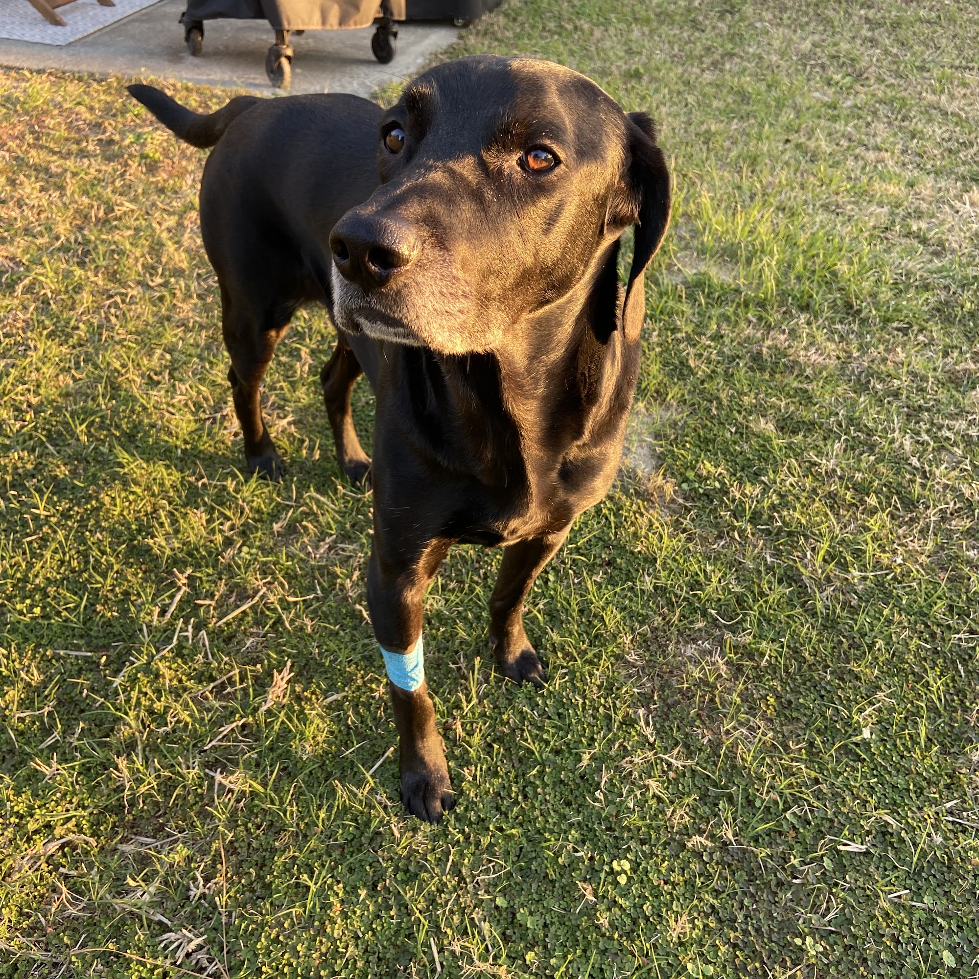 Vidalia Veterinary Clinic Vidalia