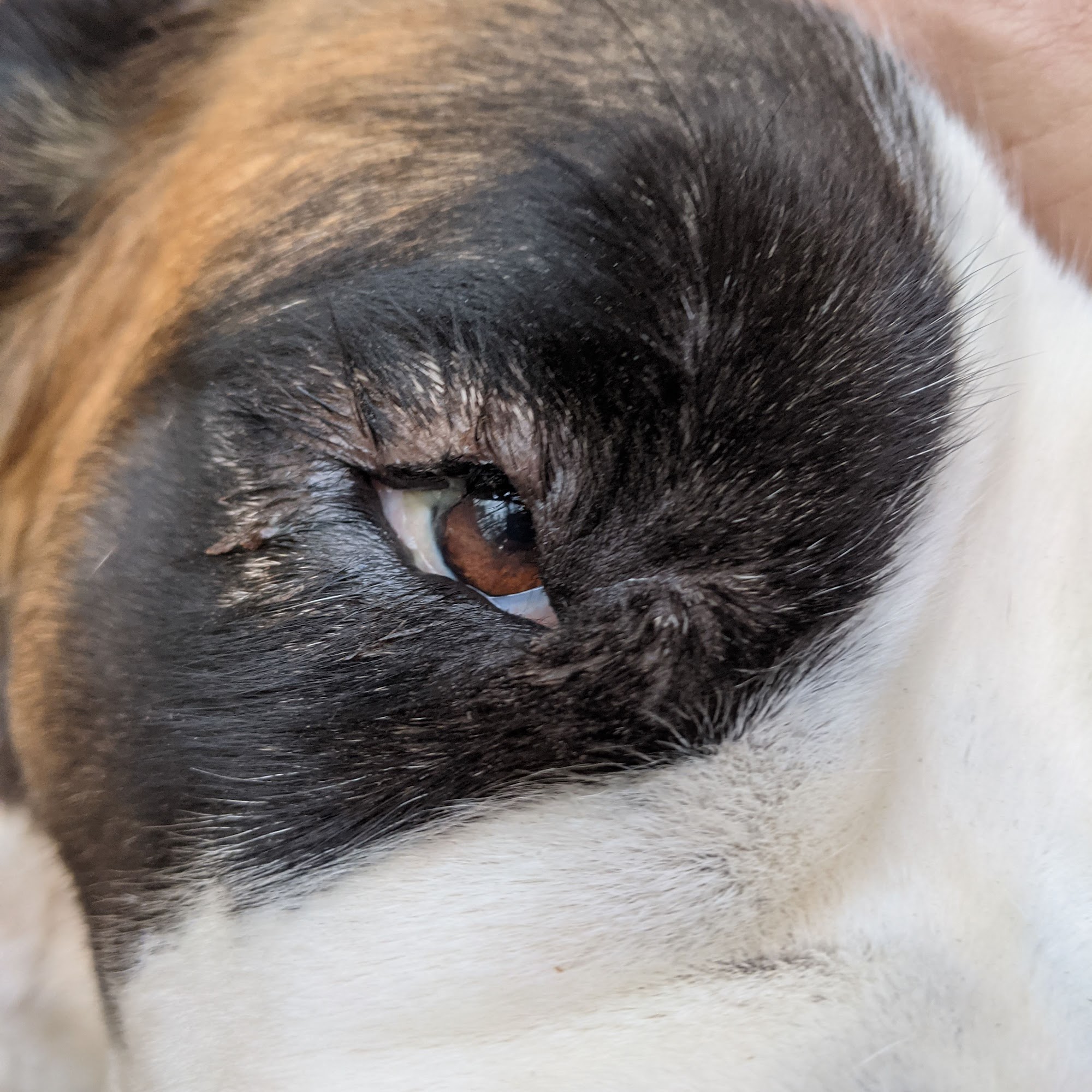 Altamaha Animal Clinic Vidalia