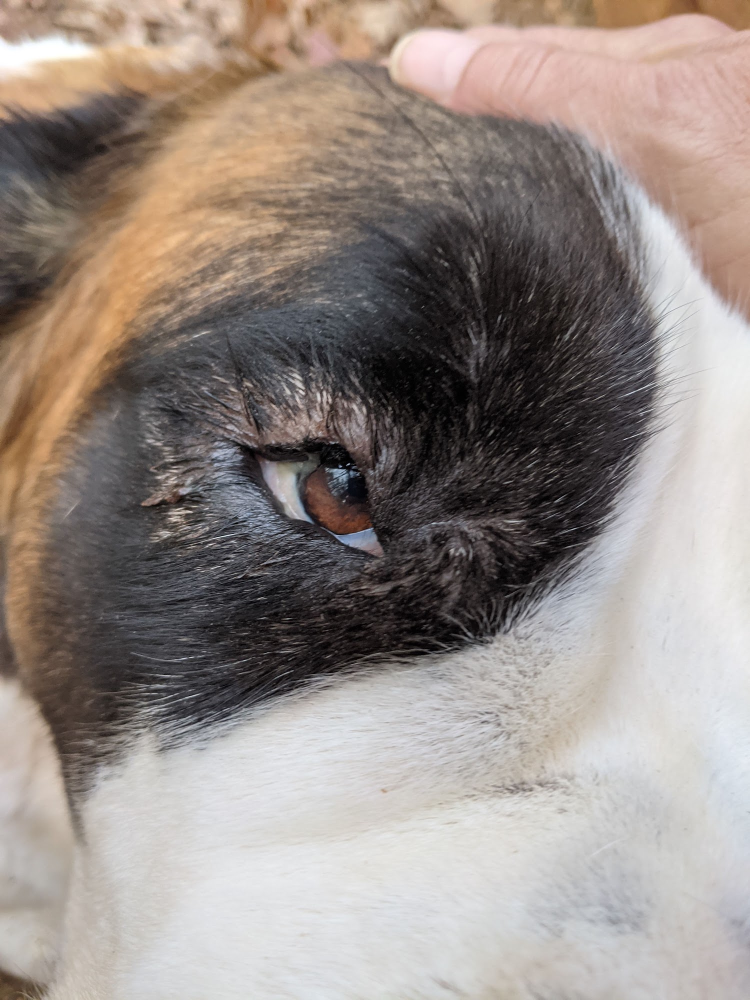 Altamaha Animal Clinic Vidalia