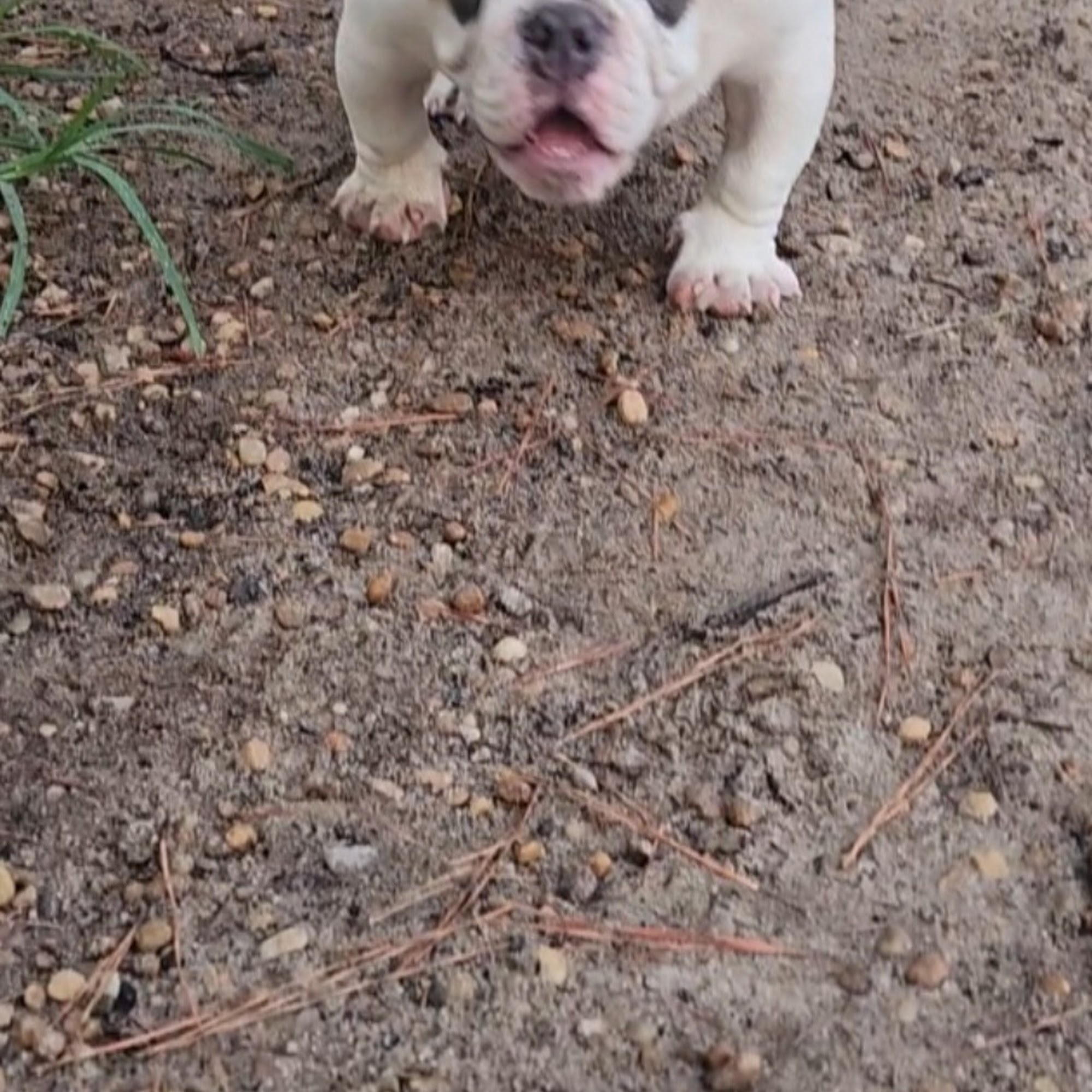 Kilgore Animal Hospital Vidalia