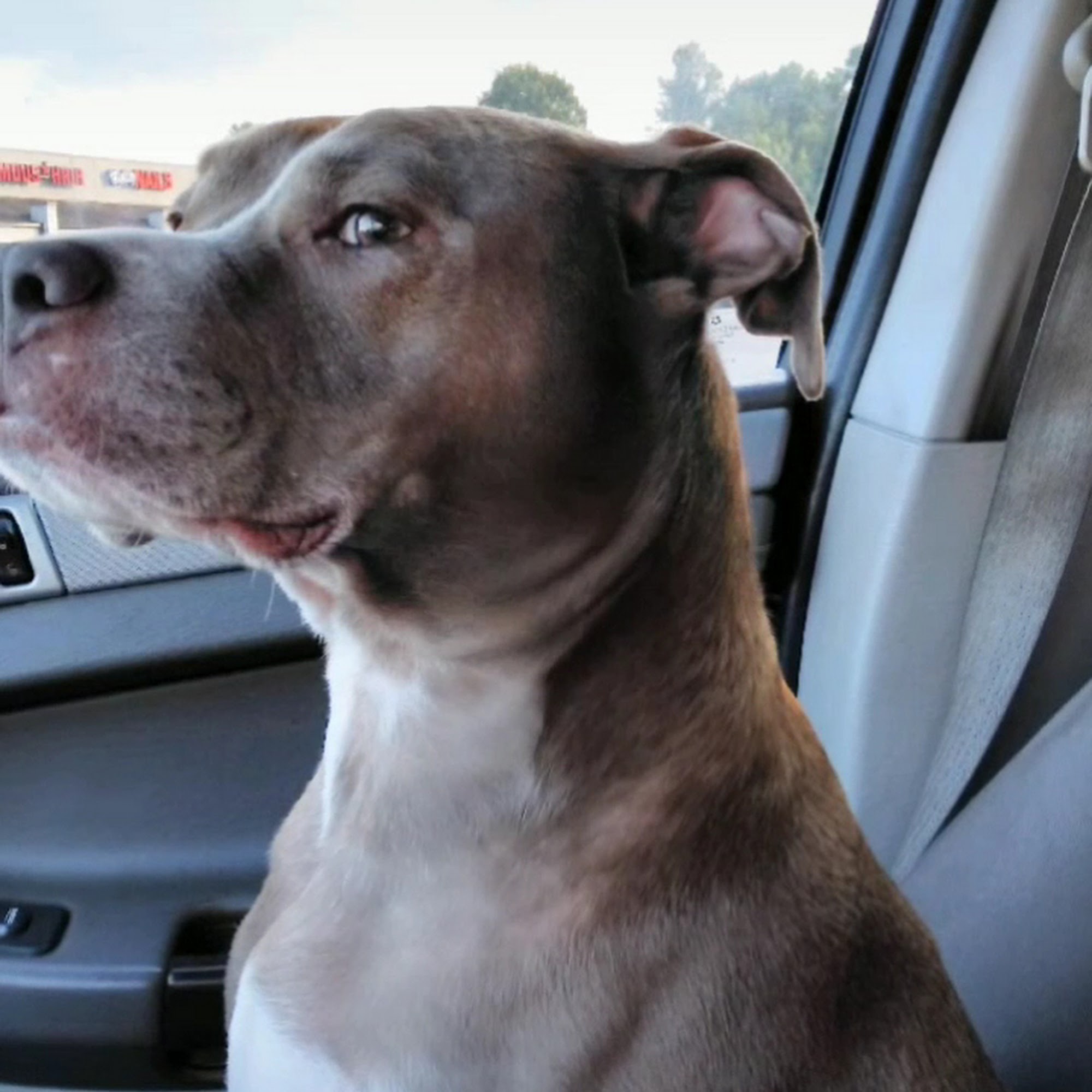 West Georgia Spay Neuter Clinic Villa Rica