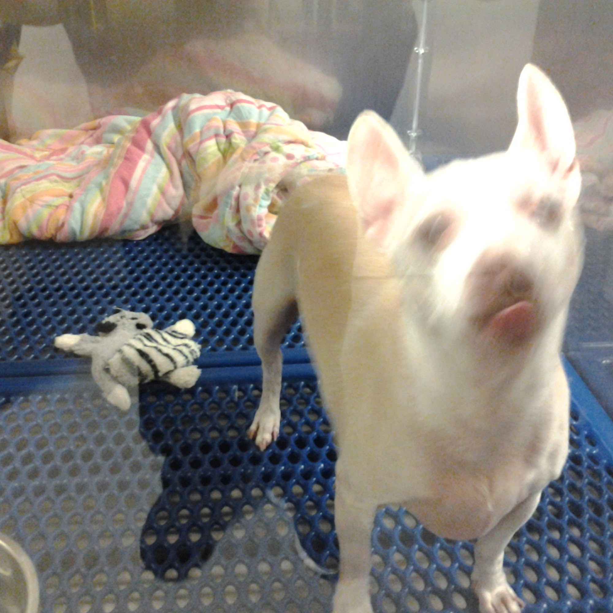 Mirror Lake Animal Hospital Villa Rica