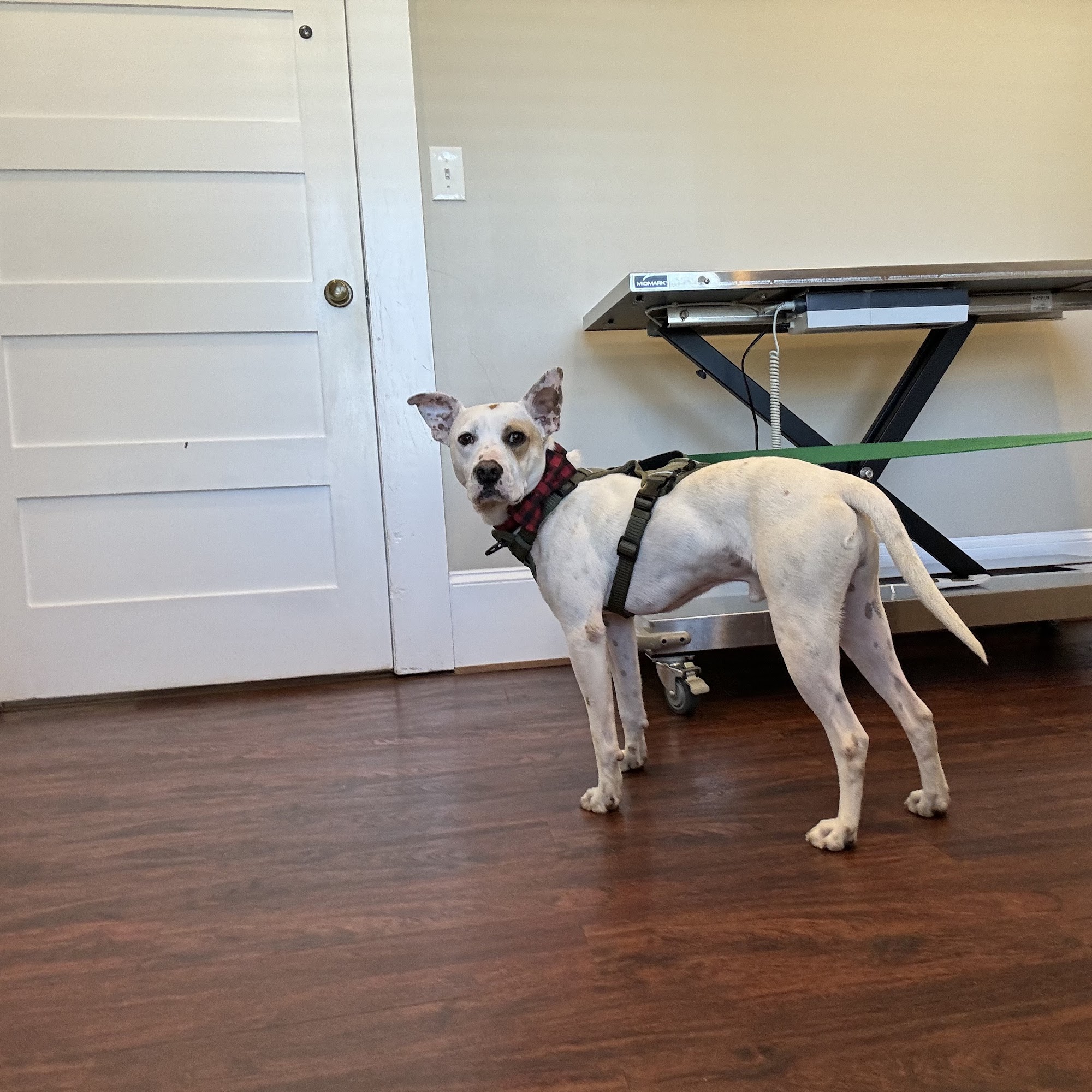 Waleska Animal Hospital Waleska