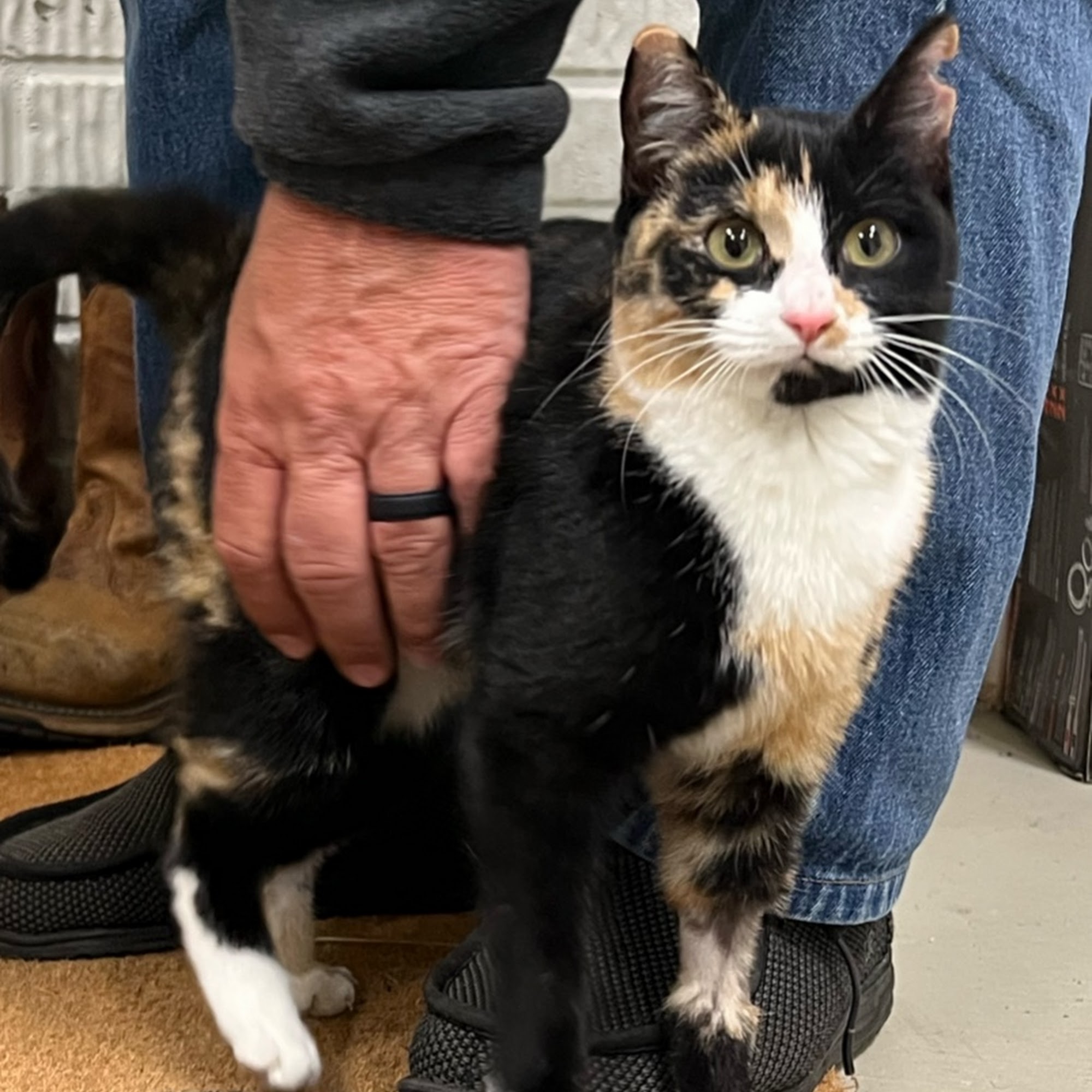 Middle Georgia Veterinary Emergency Center Warner Robins