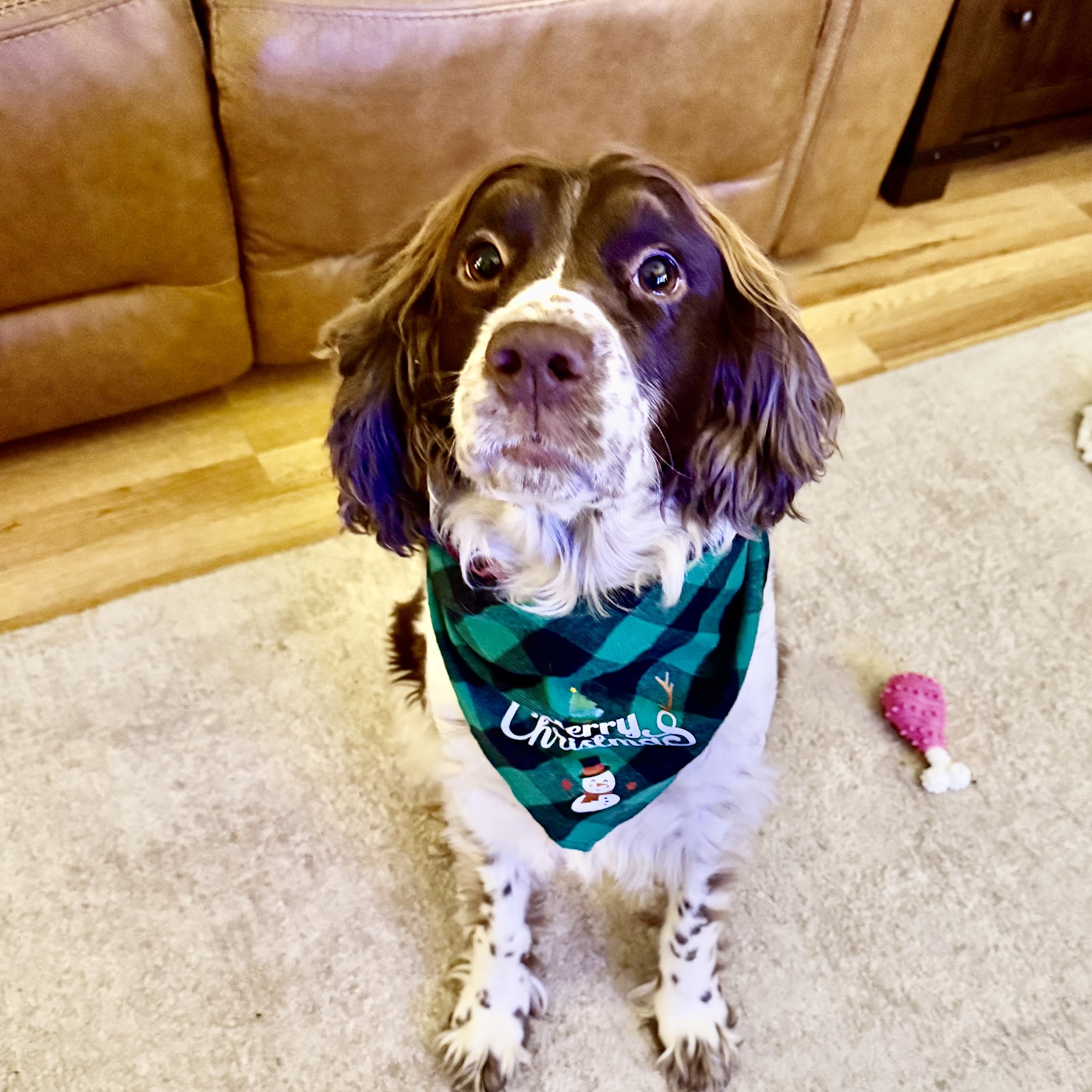 Town & Country Animal Clinic Warner Robins