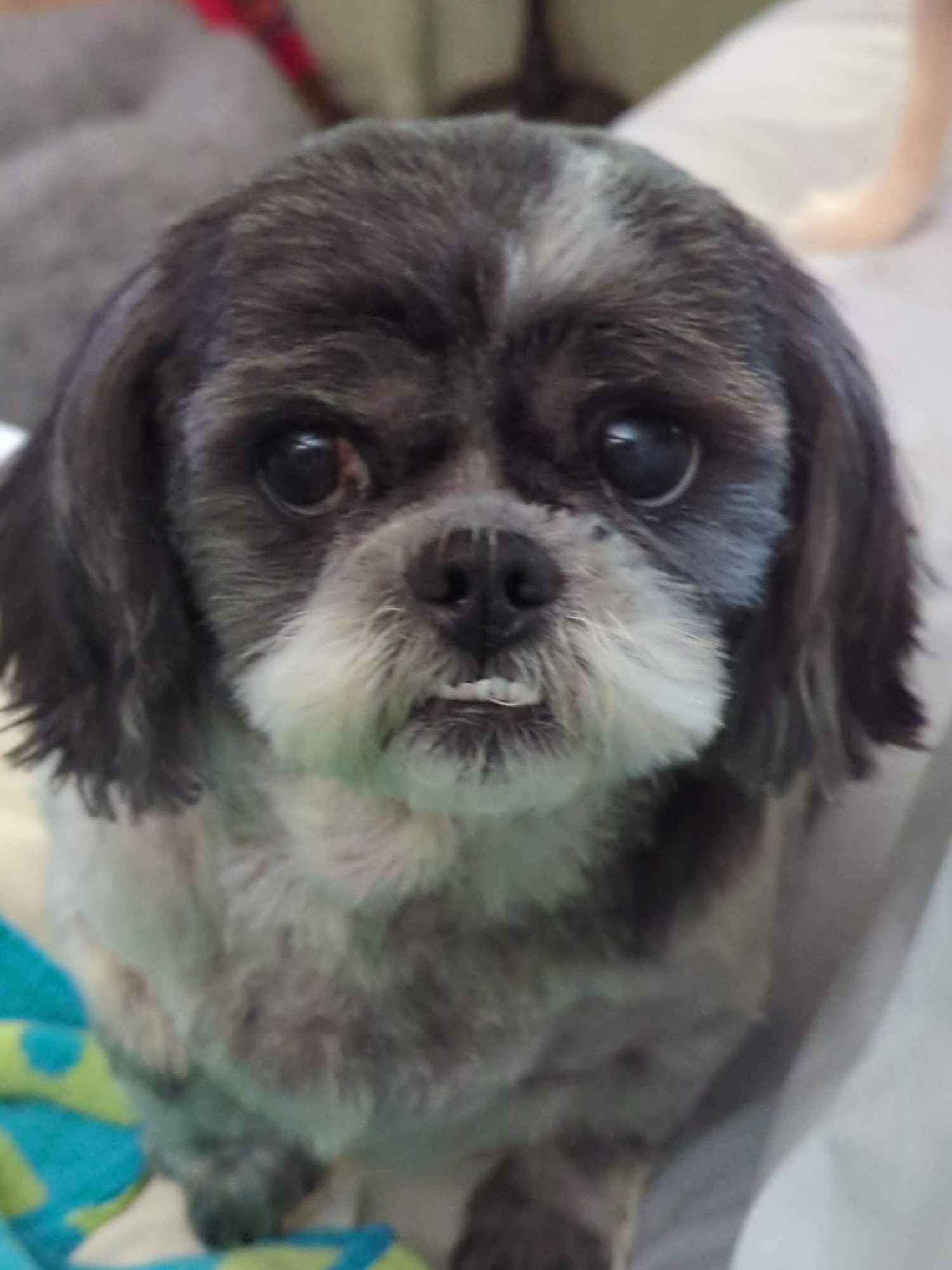 Southwood Animal Hospital: Williams Anita G DVM Warner Robins