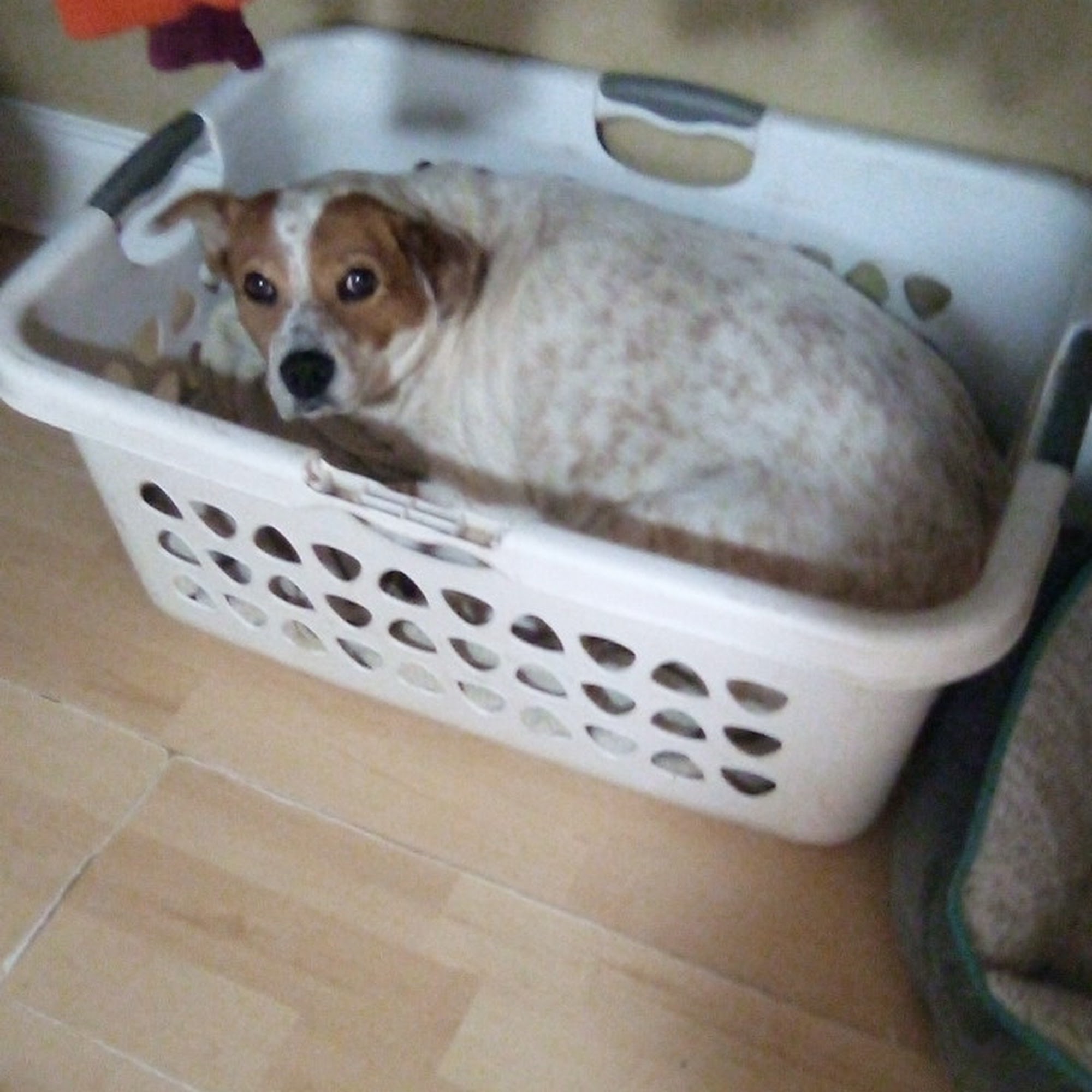 Christian Veterinary Hospital Warner Robins