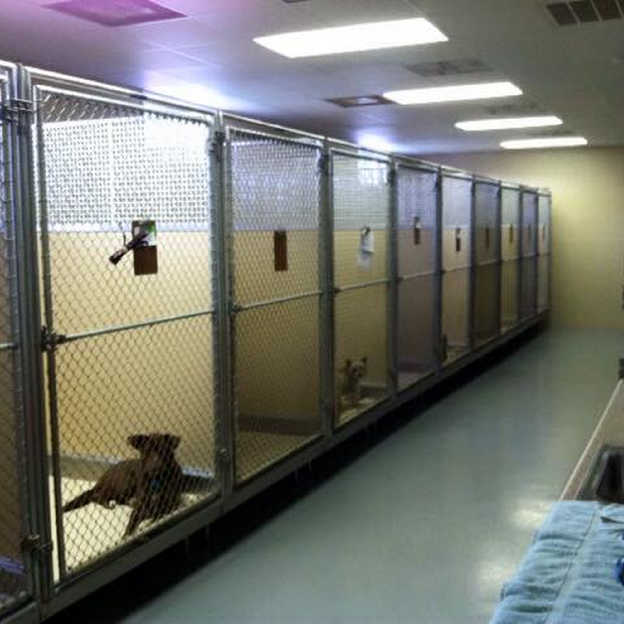 Houston Lake Animal Hospital Warner Robins