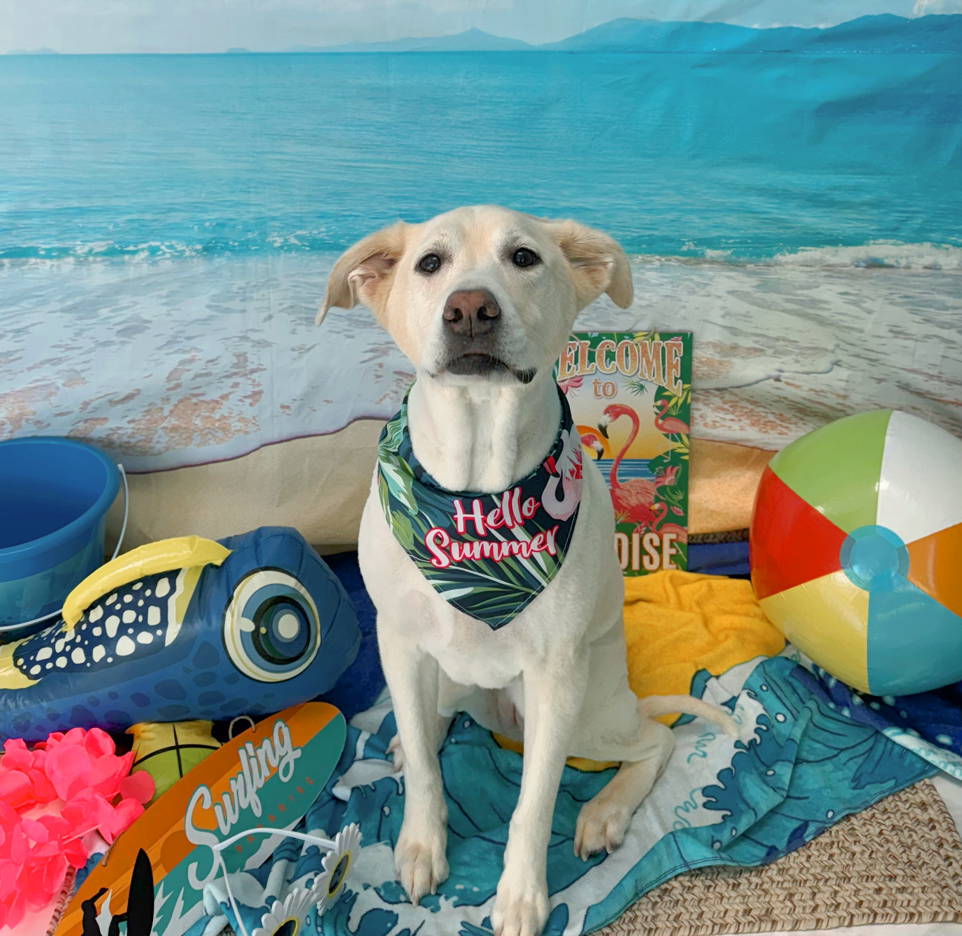 Loving Touch Pet Salon, Inc Warner Robins