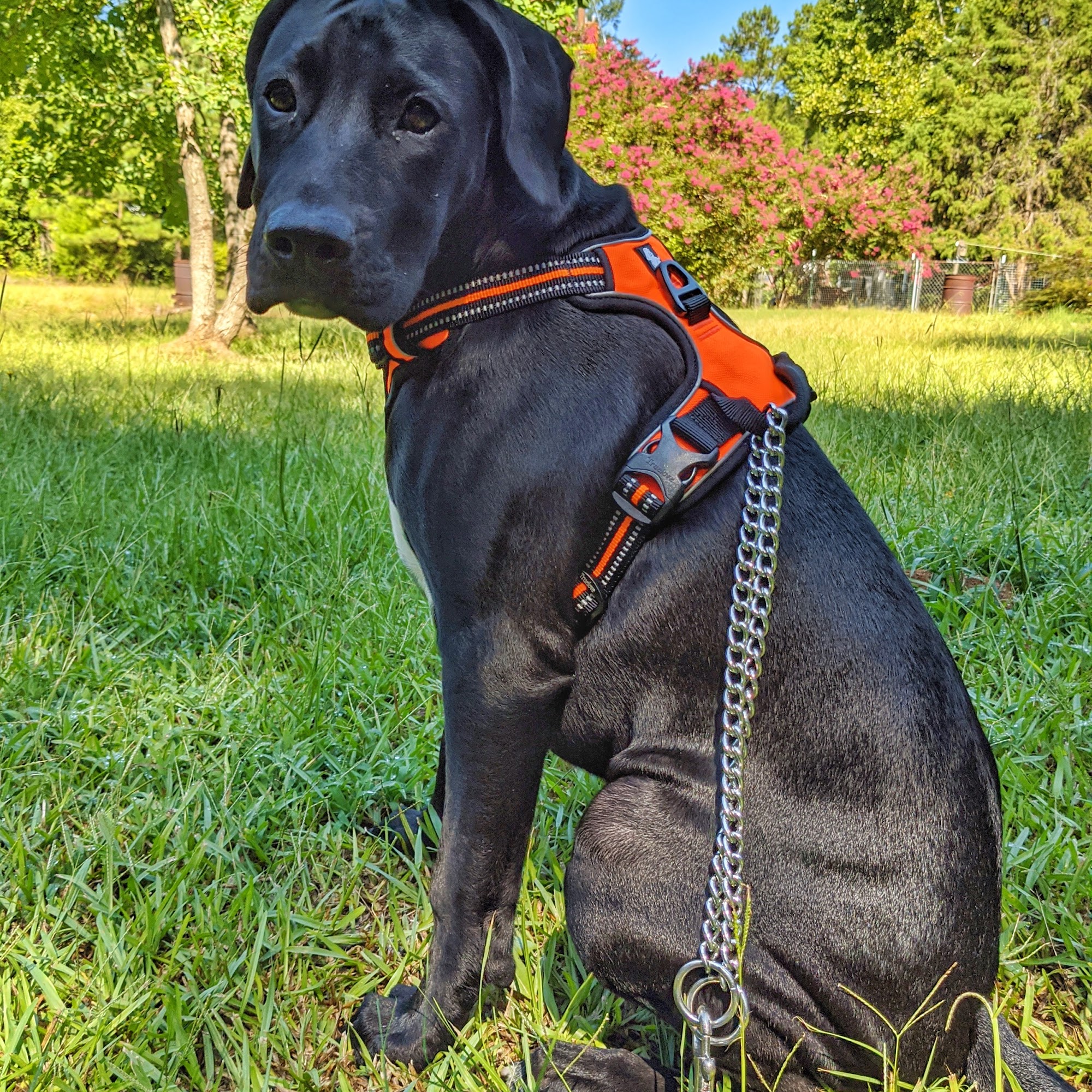 Wilkes County Veterinary Services Washington