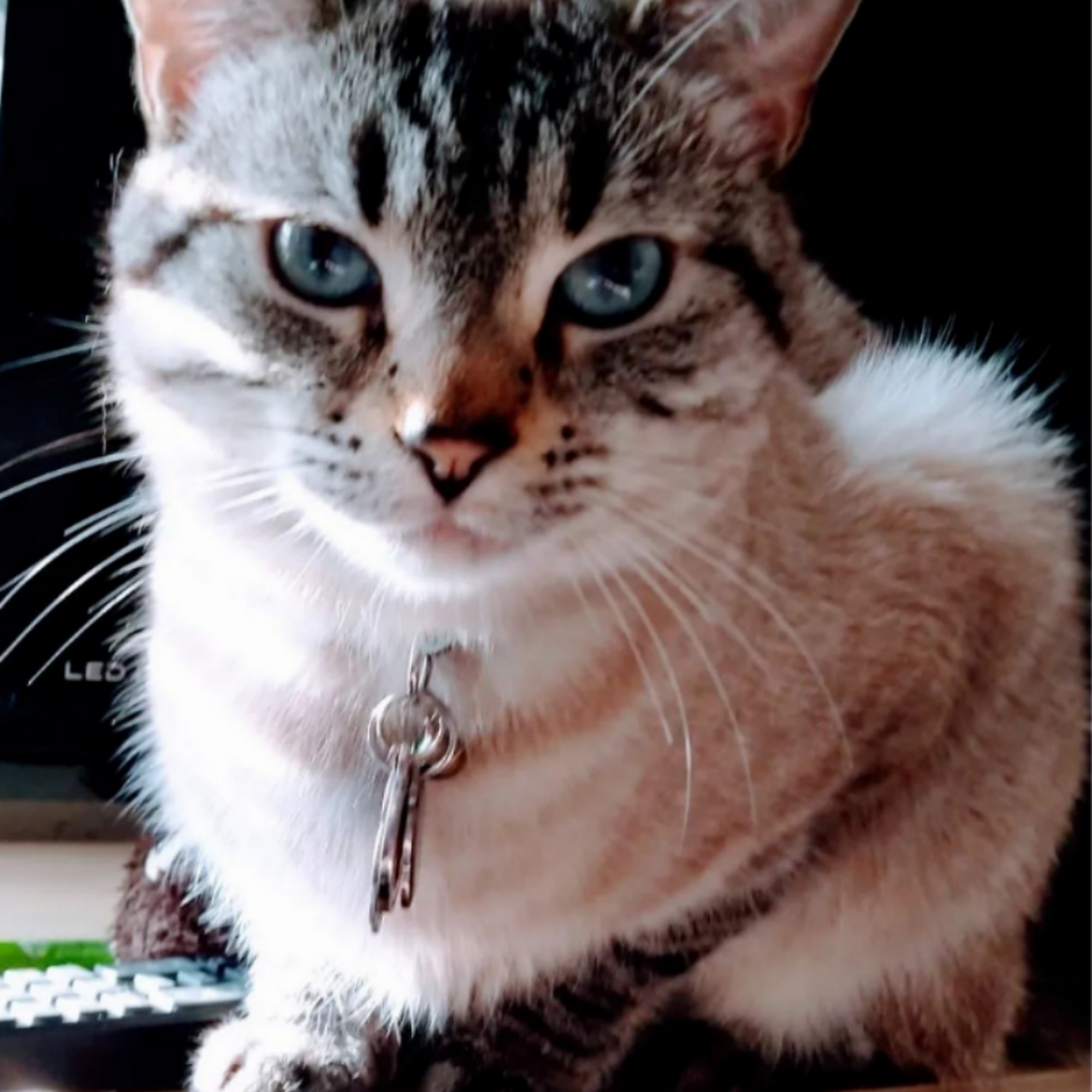 Vet At Blueridge Watkinsville