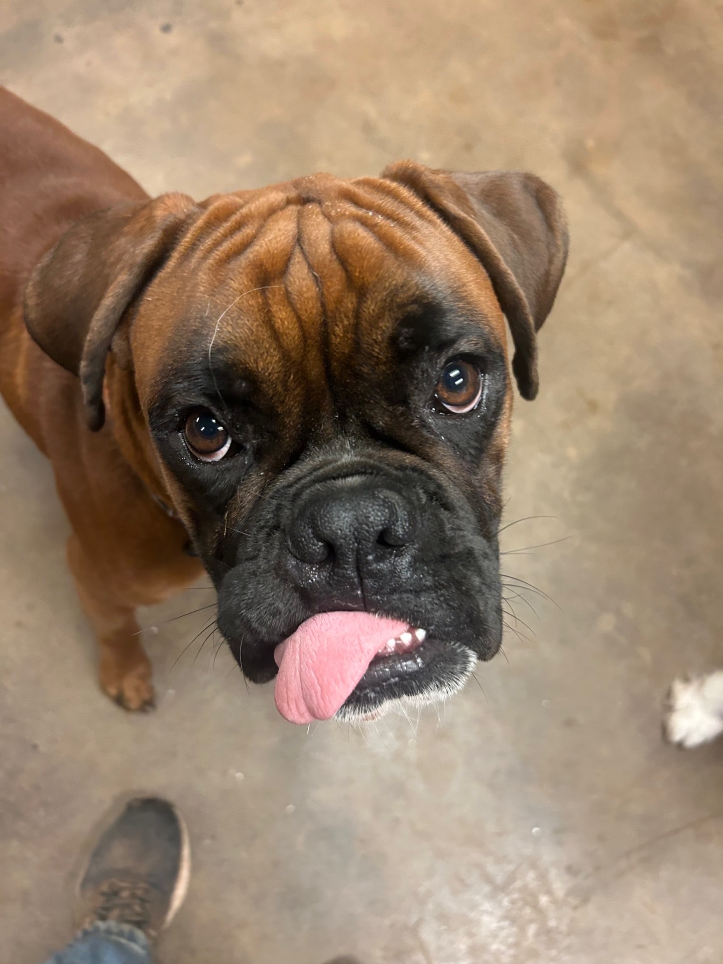 Mutty Paws Watkinsville