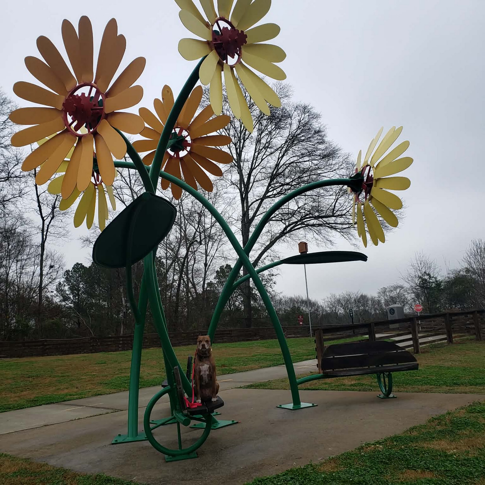 Georgia Dog Trainer Watkinsville