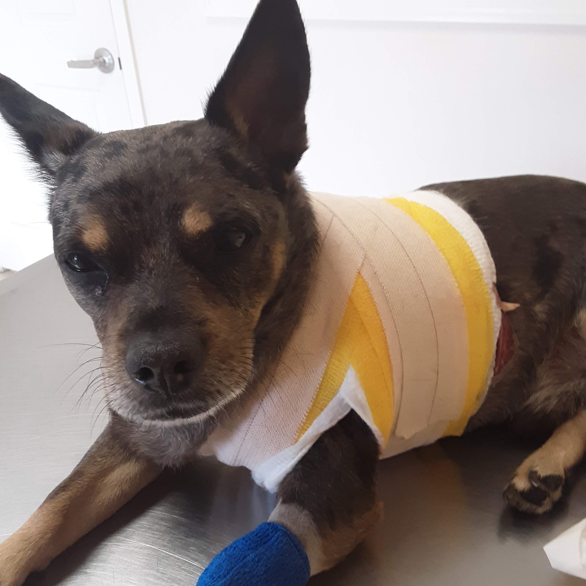 Satilla Animal Hospital Waycross