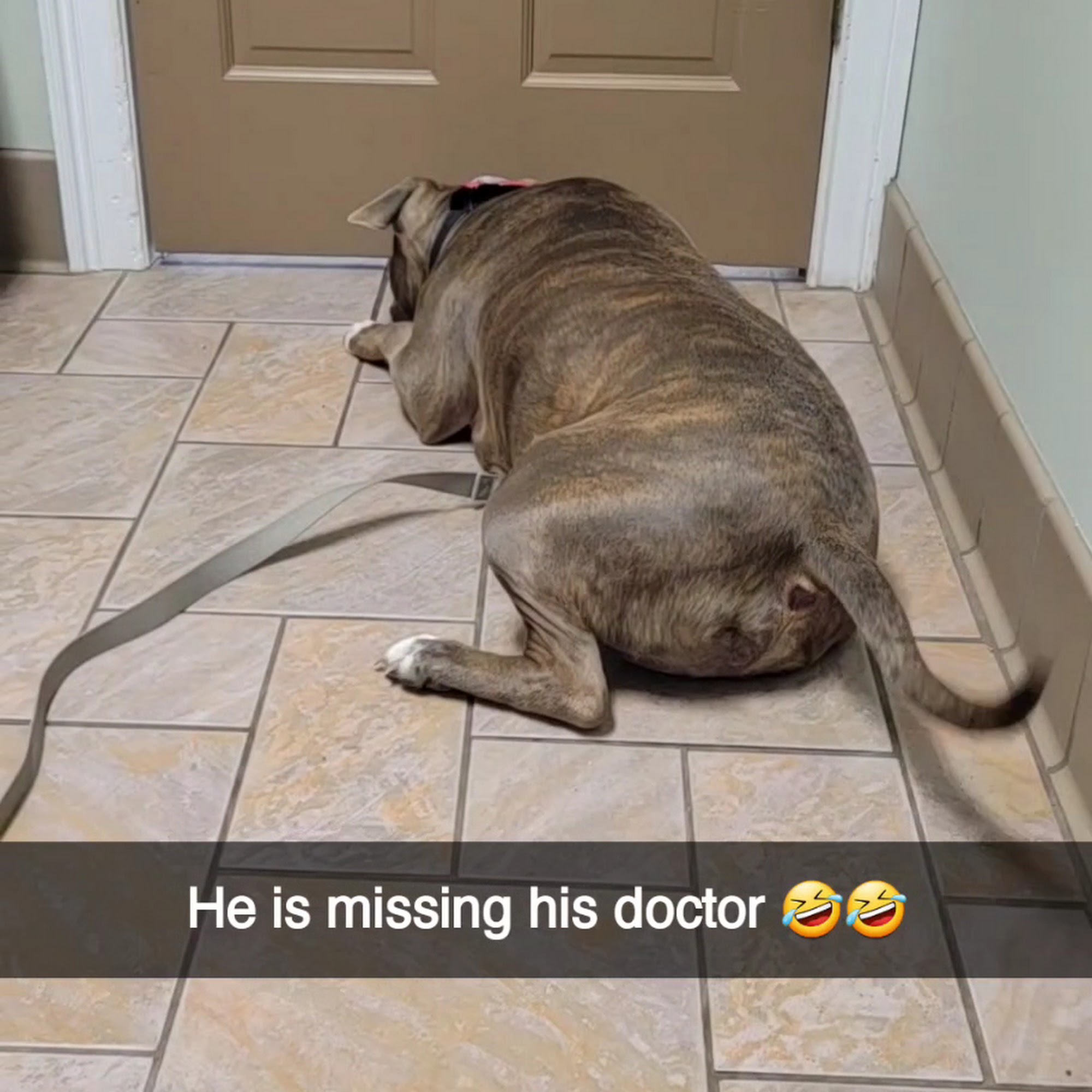 Winder Corners Animal Clinic Winder