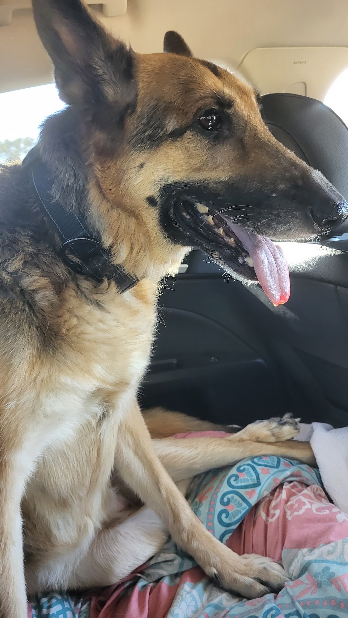 Winder Corners Animal Clinic Winder