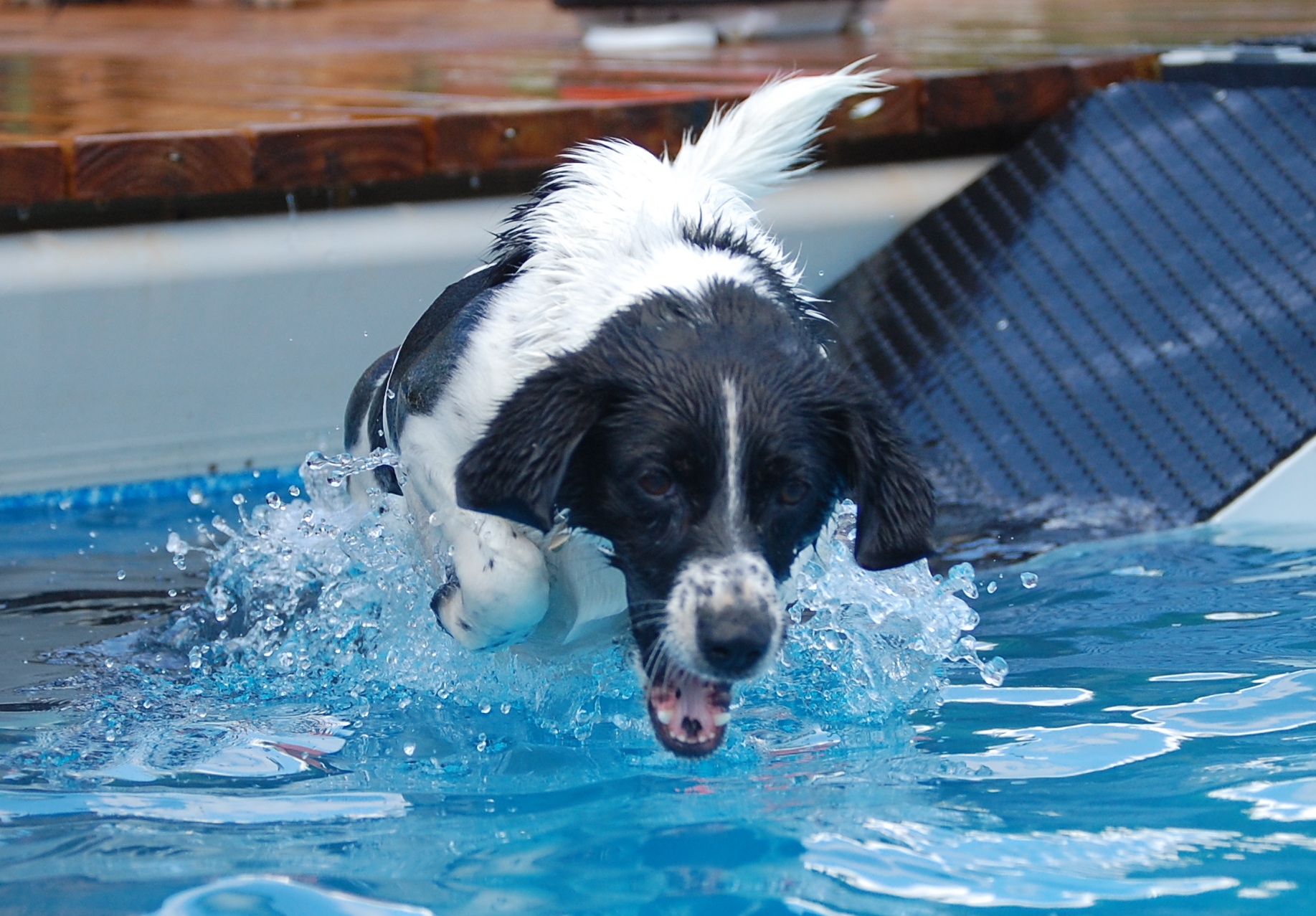 Desperate Dogs Winder