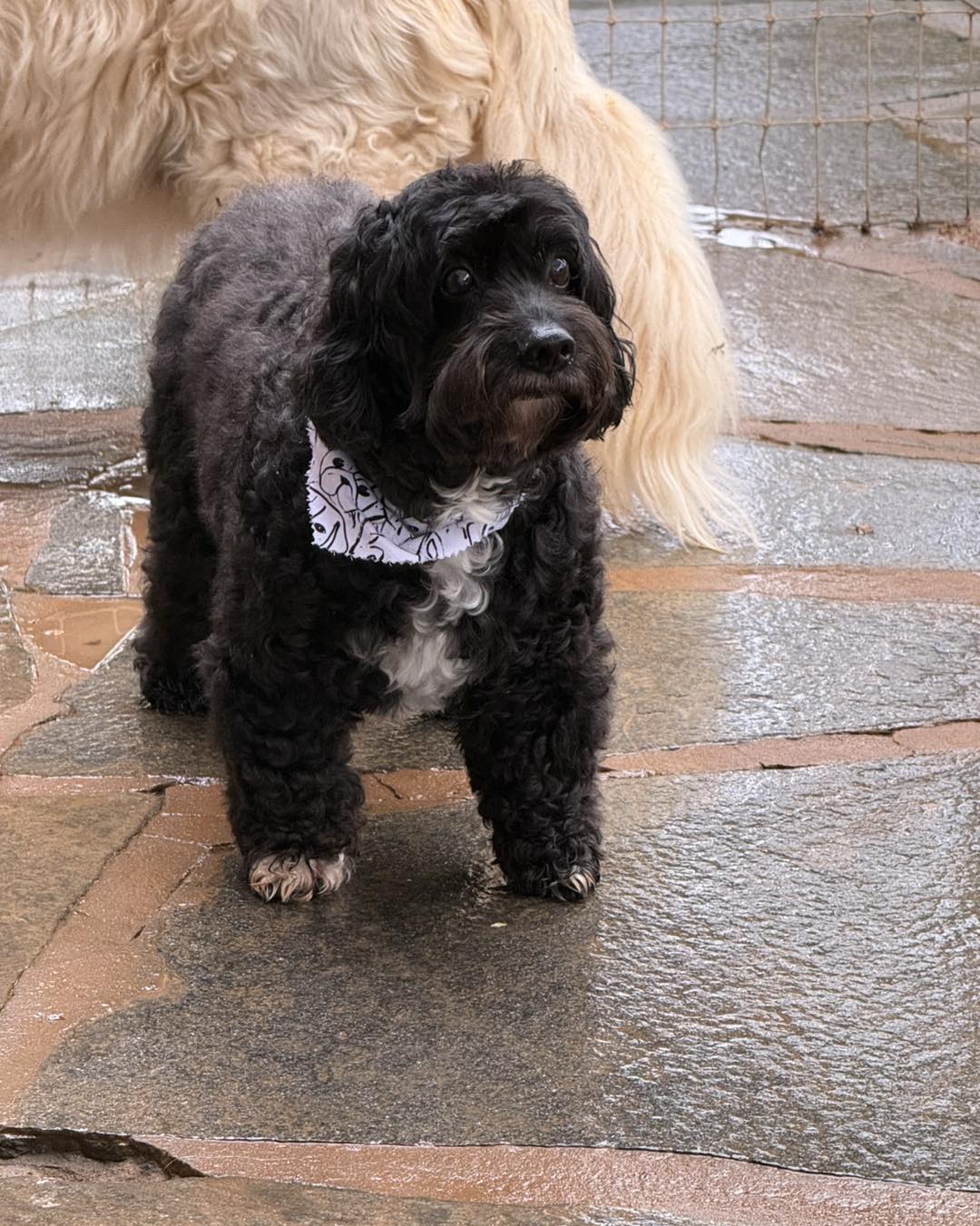 Desperate Dogs Winder