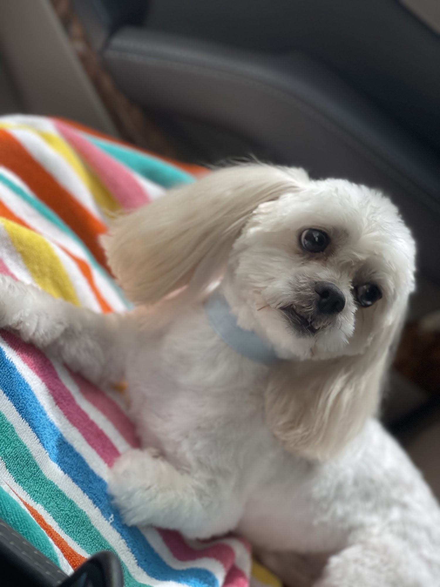 Must Love Dogs Grooming Salon Winder