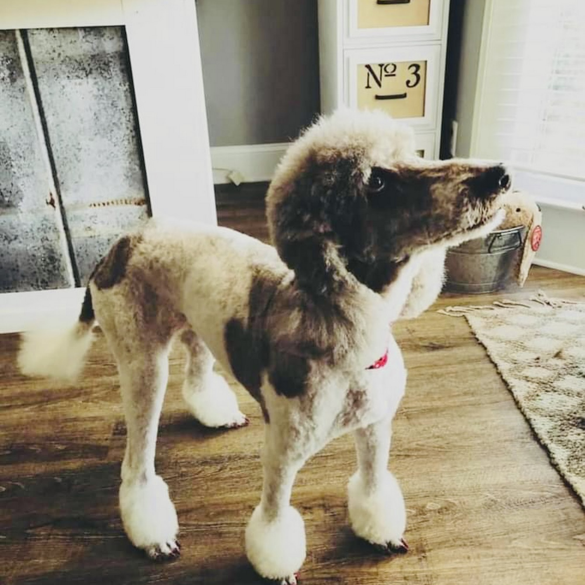 Must Love Dogs Grooming Salon Winder