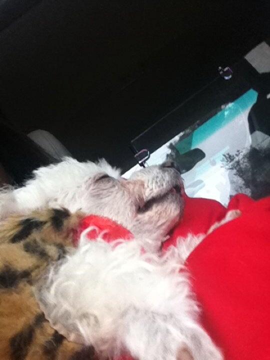 Winterville Animal Clinic: Miner Jennifer DVM Winterville