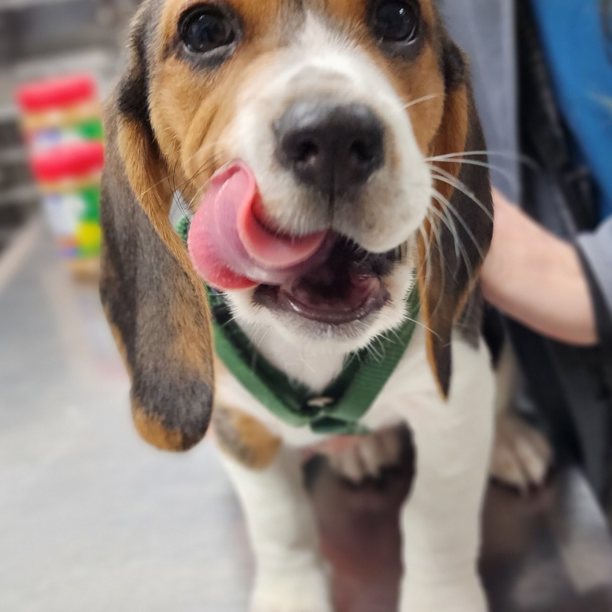 Animal Hospital of West Woodstock Woodstock