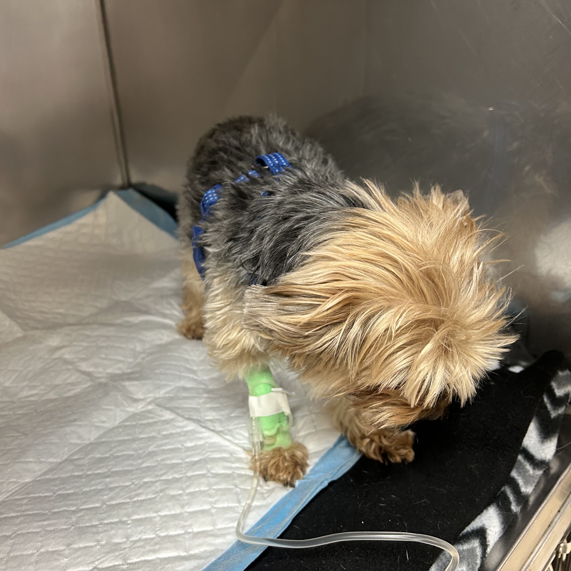 Animal Hospital of Towne Lake Woodstock