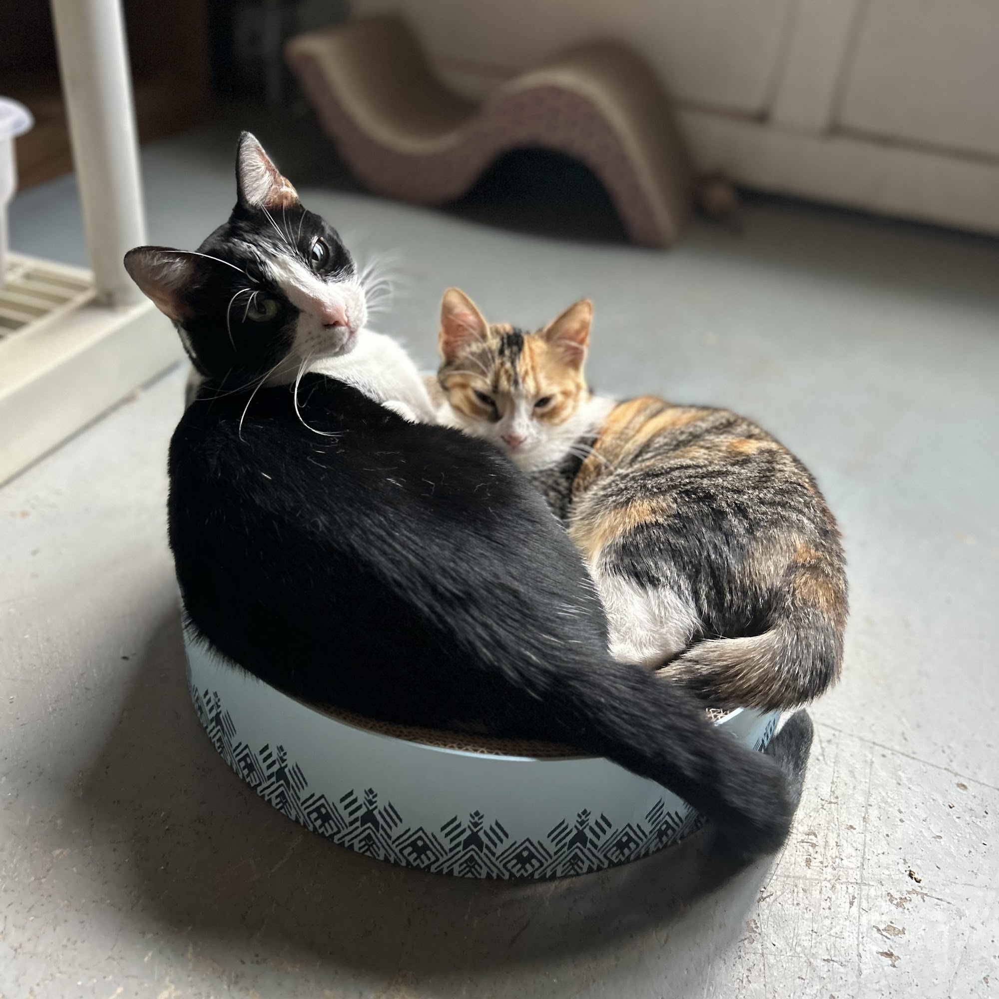 Highway 92 Animal Hospital Woodstock