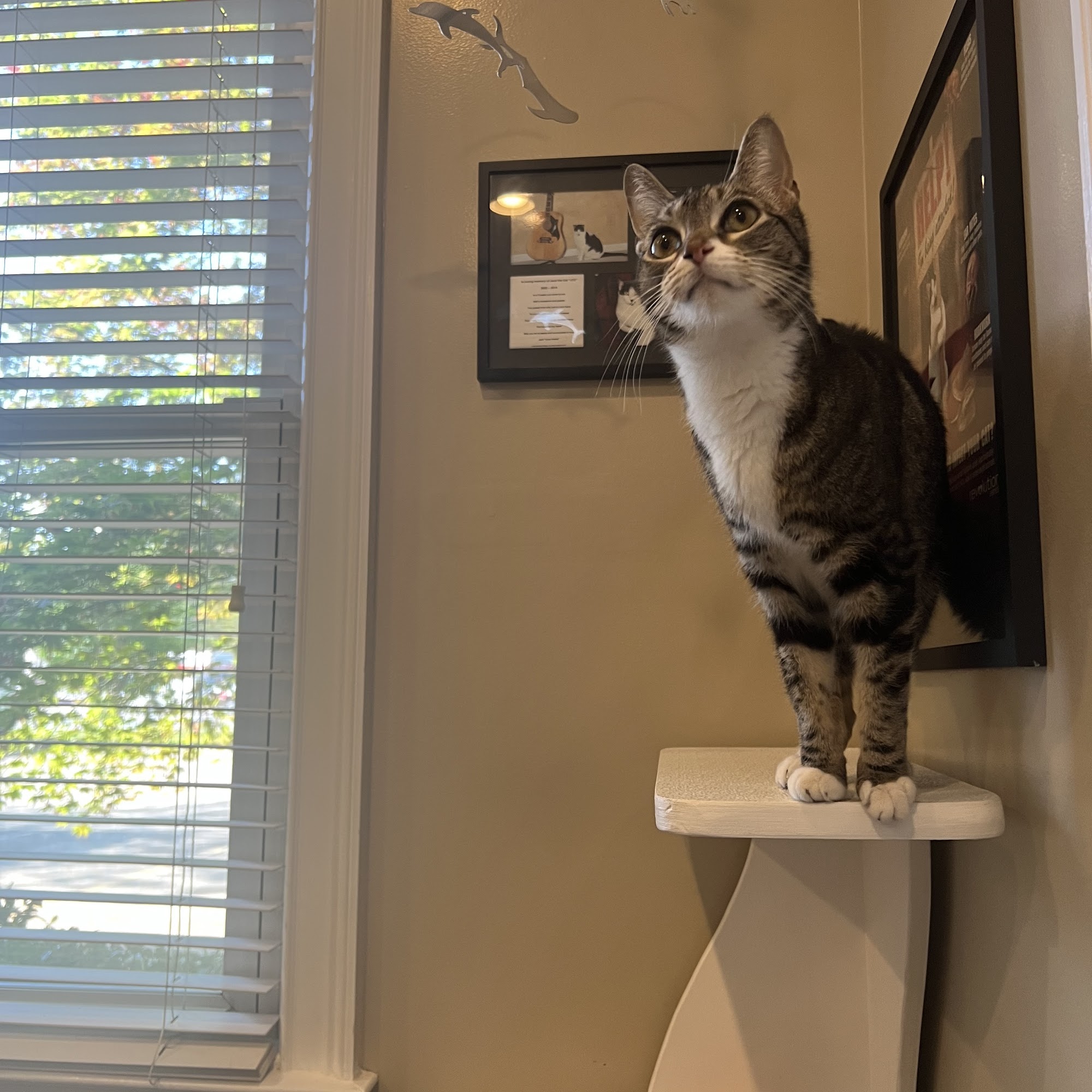 Trickum Ridge Animal Hospital Woodstock