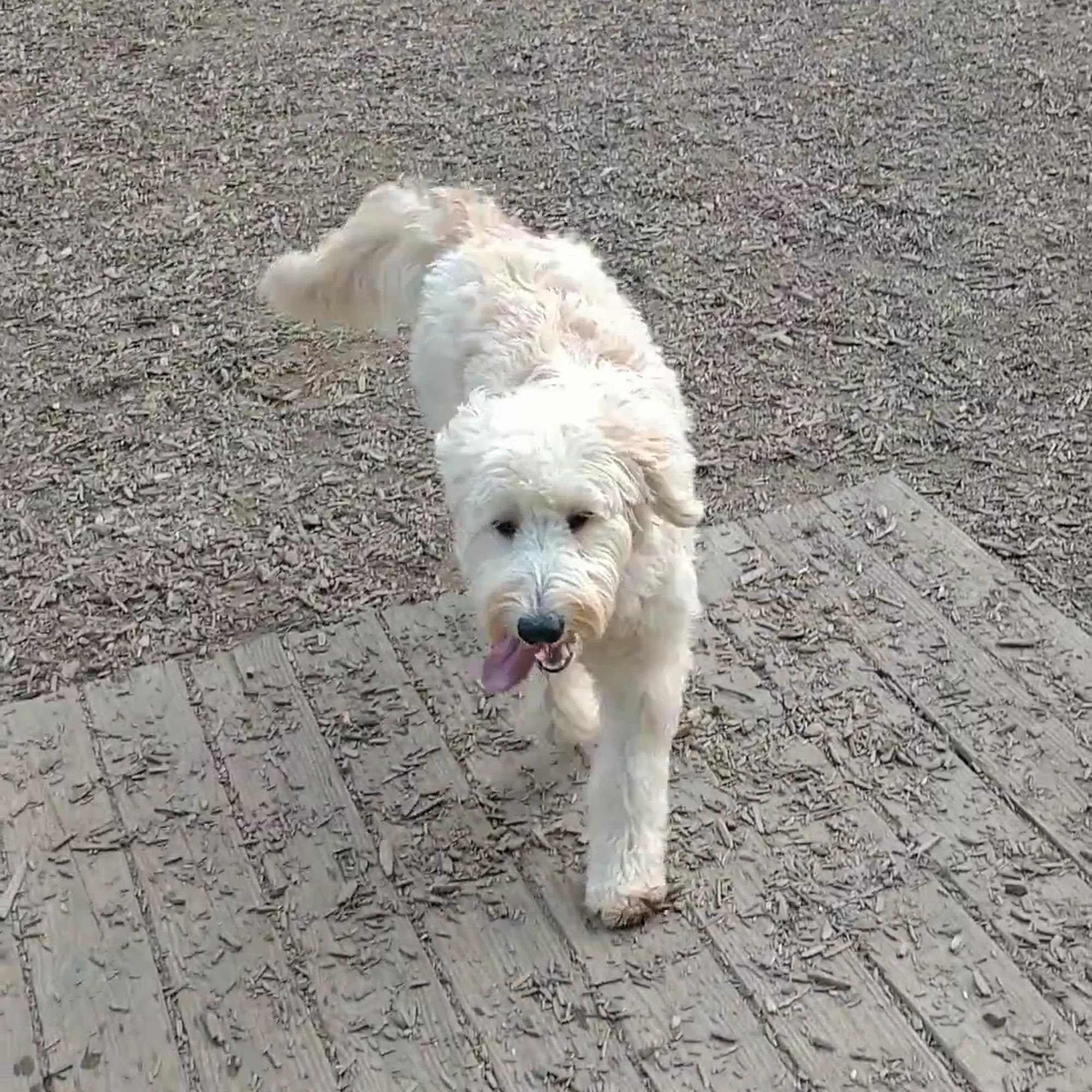 Woofstock Dog Park Woodstock