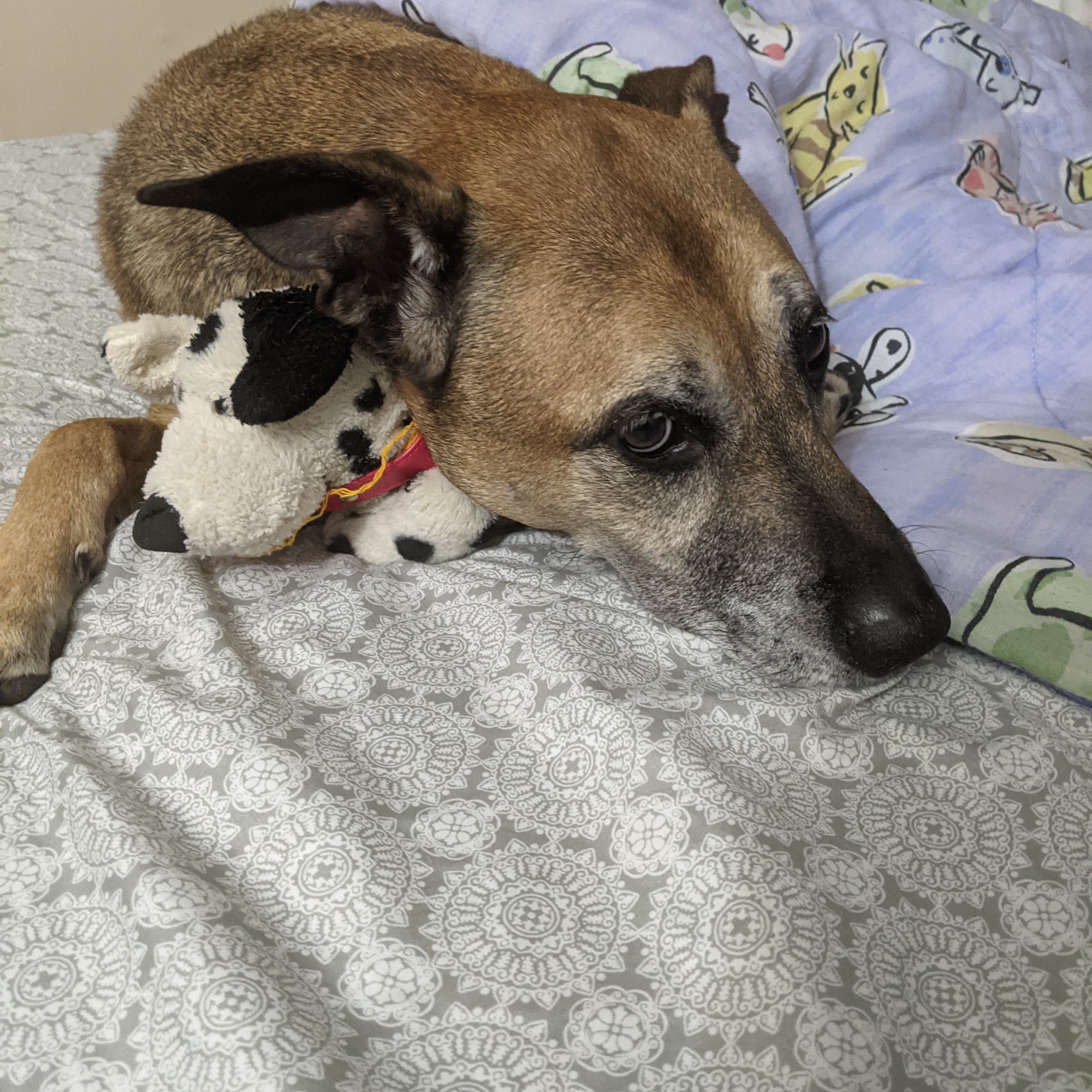 Our Pal's Place Daycare Boarding & Training Woodstock