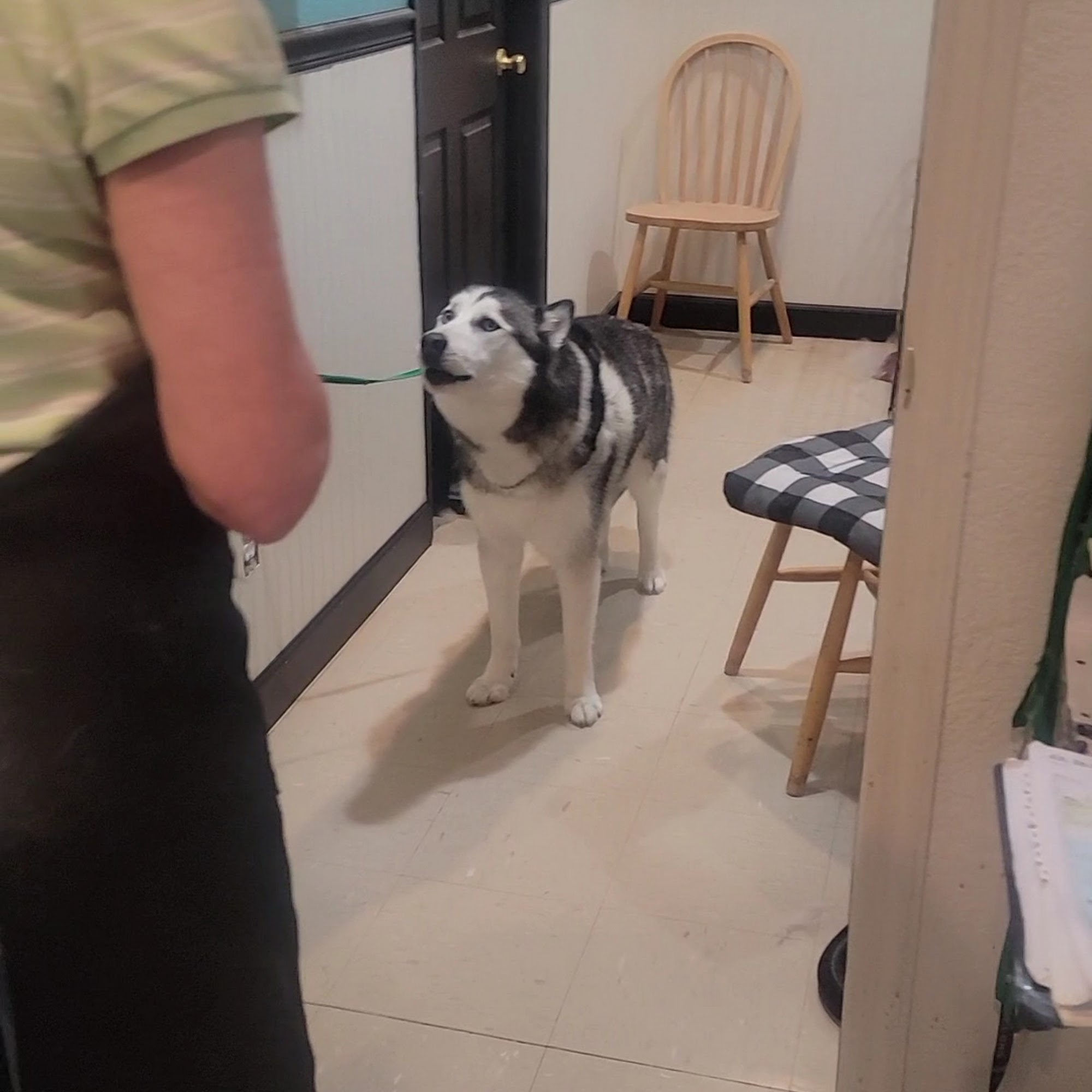 Laurel Hill Pet Lodge & Spa Young Harris