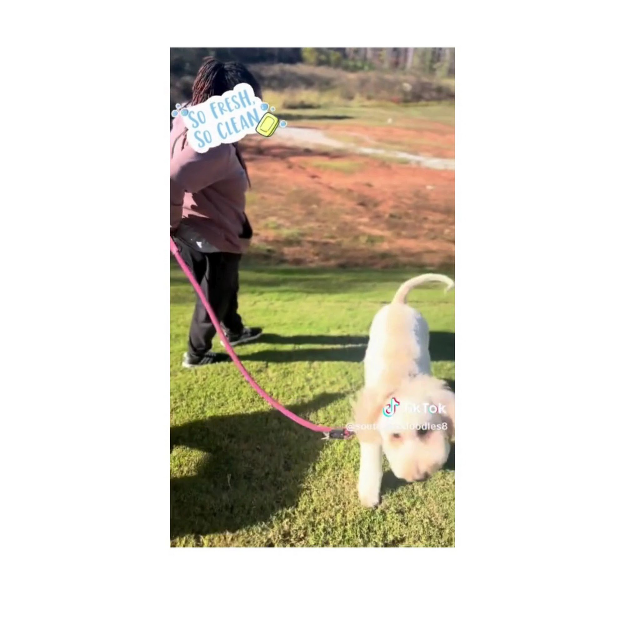 Bark Avenue Dog Grooming, LLC Zebulon