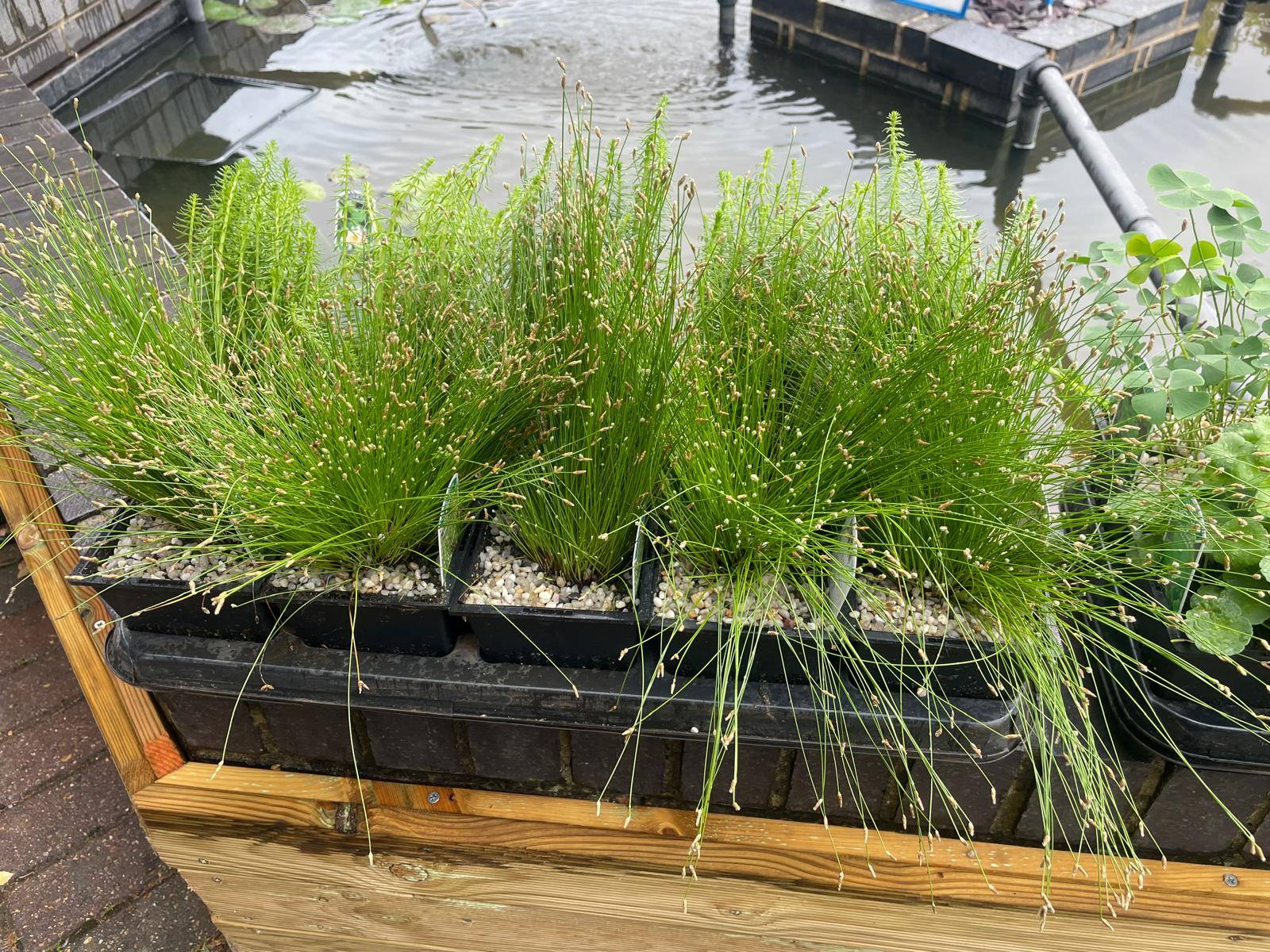The Aquatic Habitat