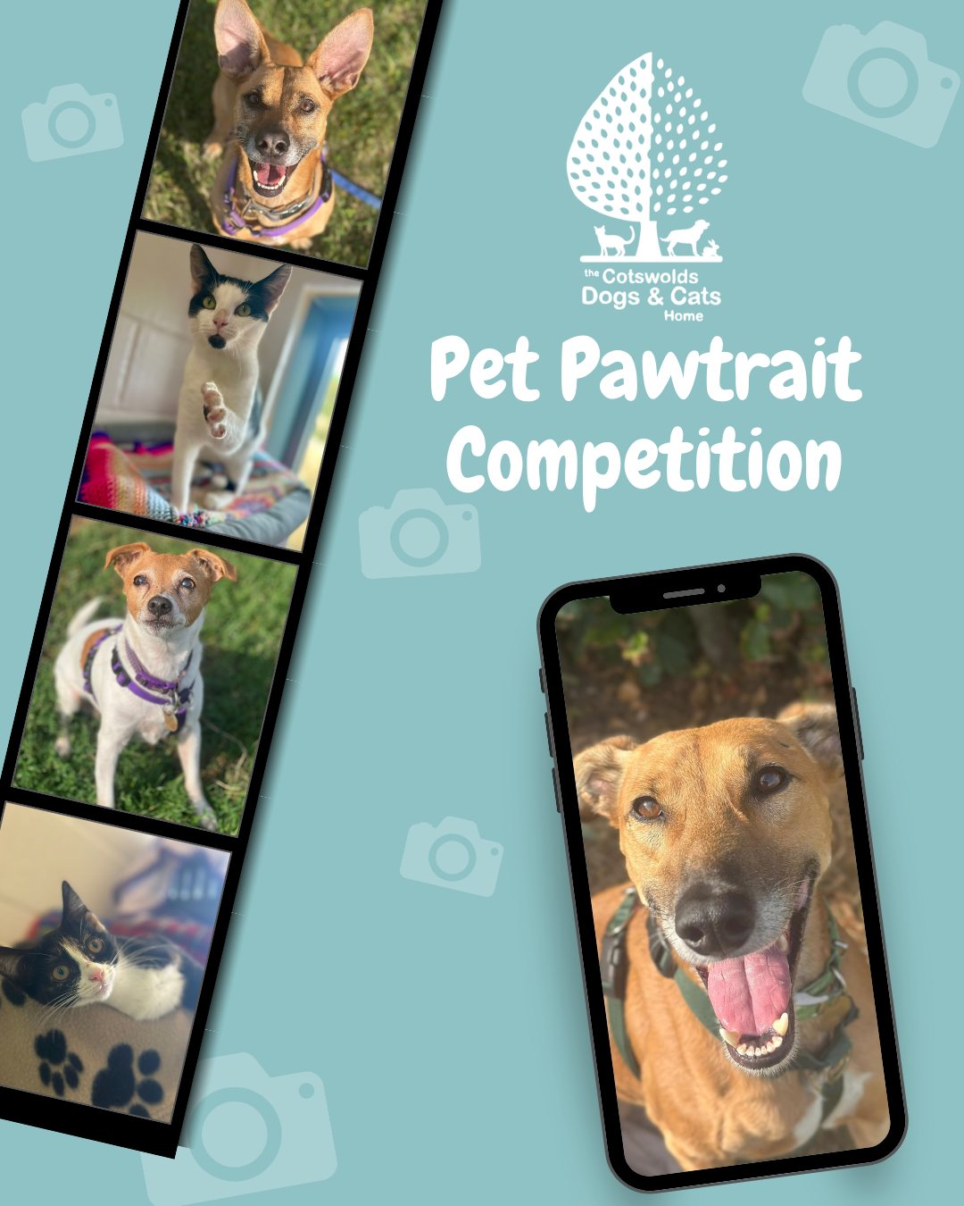 The Cotswolds Dogs & Cats Home