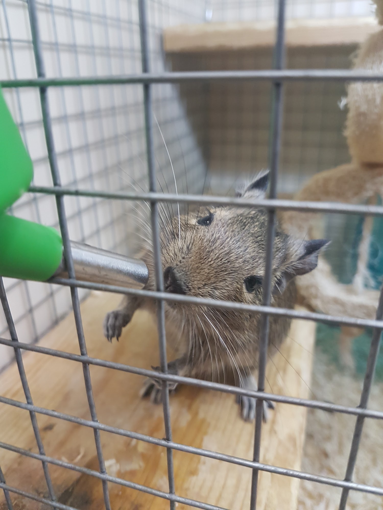 Pets at Home Croydon