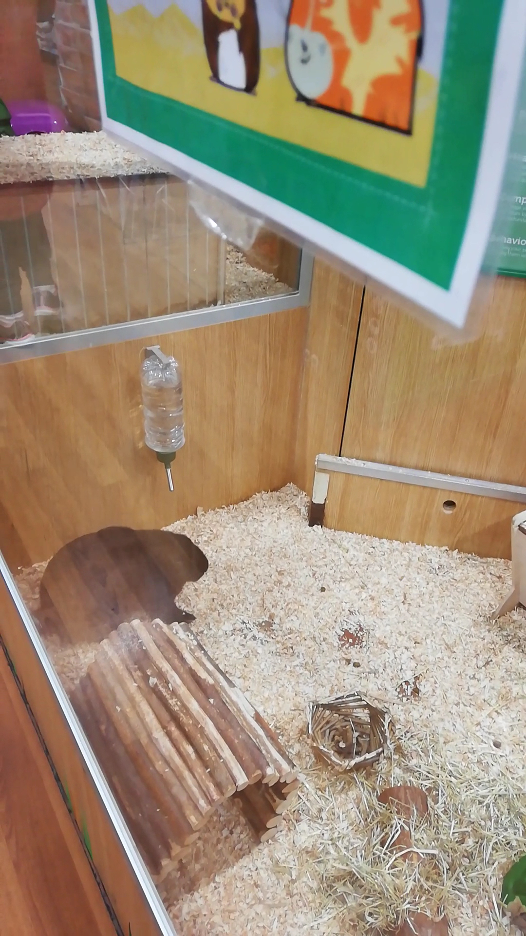 Pets at Home Ilford
