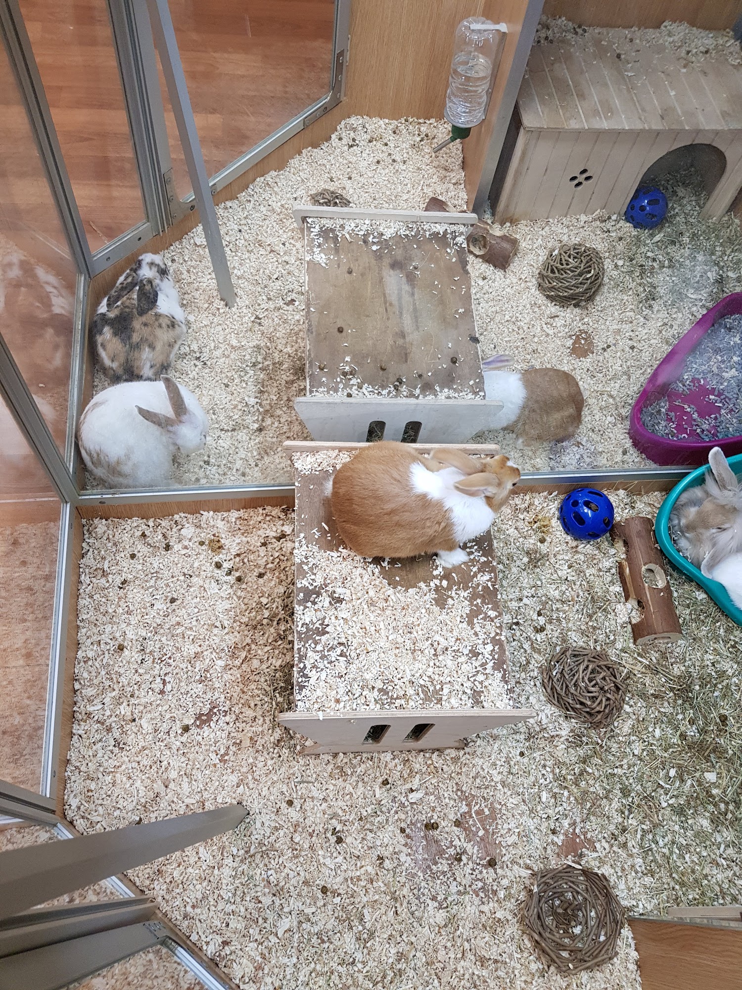 Pets at Home Eastleigh