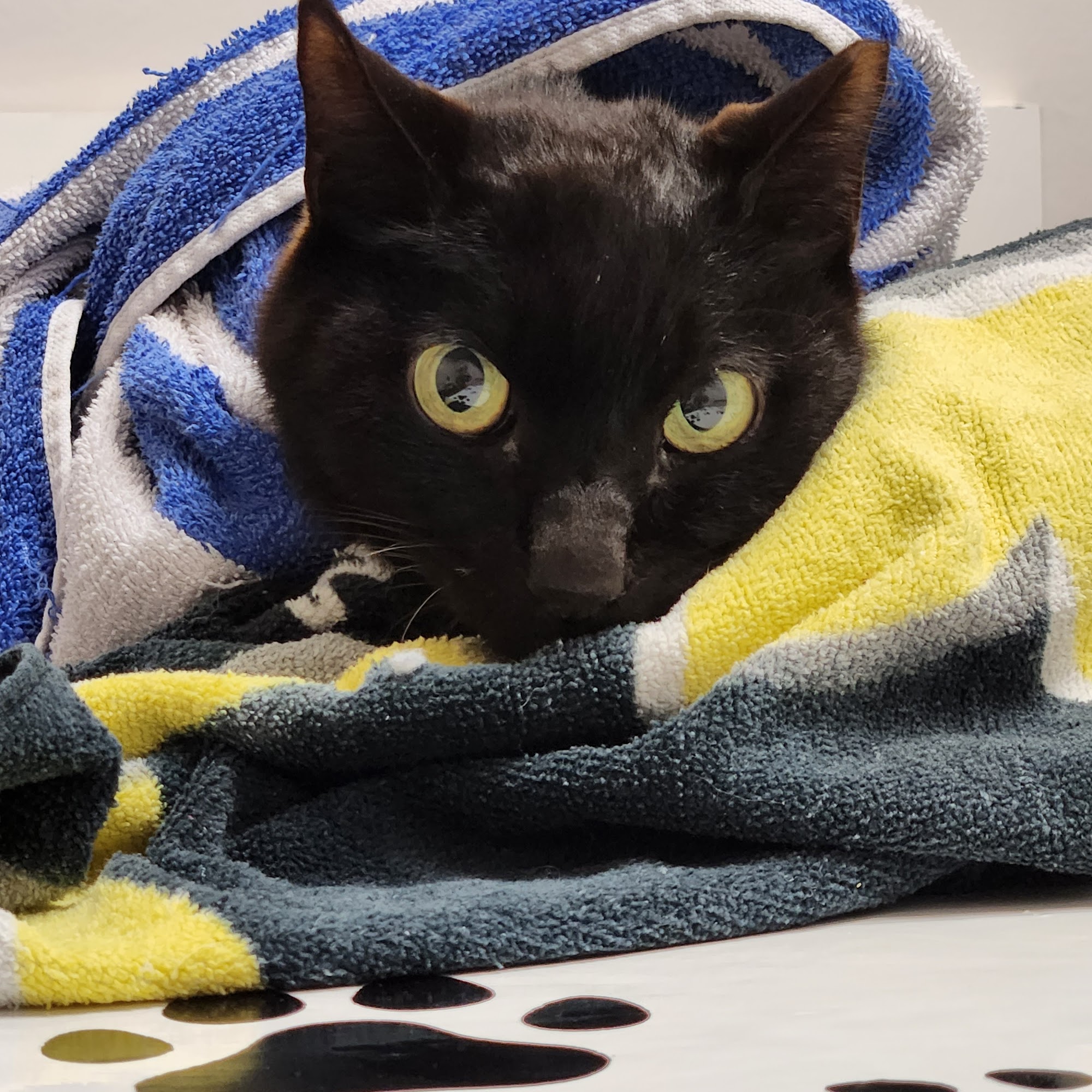 Animal House Veterinary Center Ewa Beach