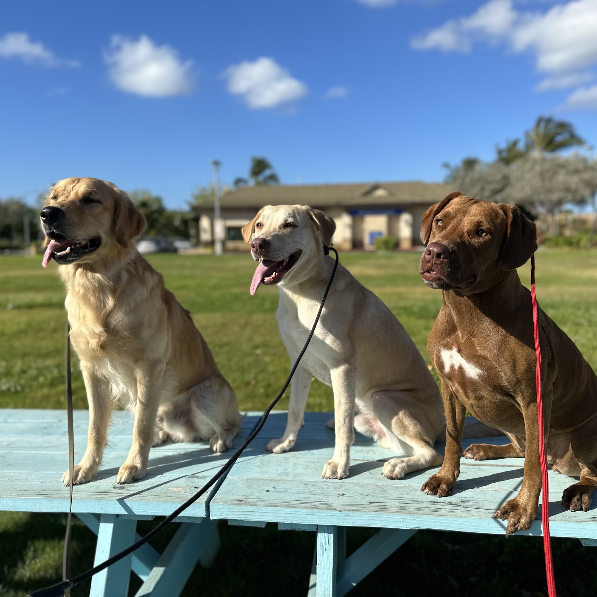 Kaulike K9, LLC Ewa Beach